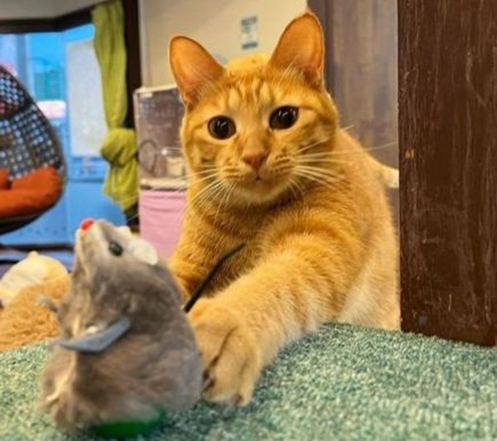 雑種（ミックス猫）・オスの里親募集の写真
