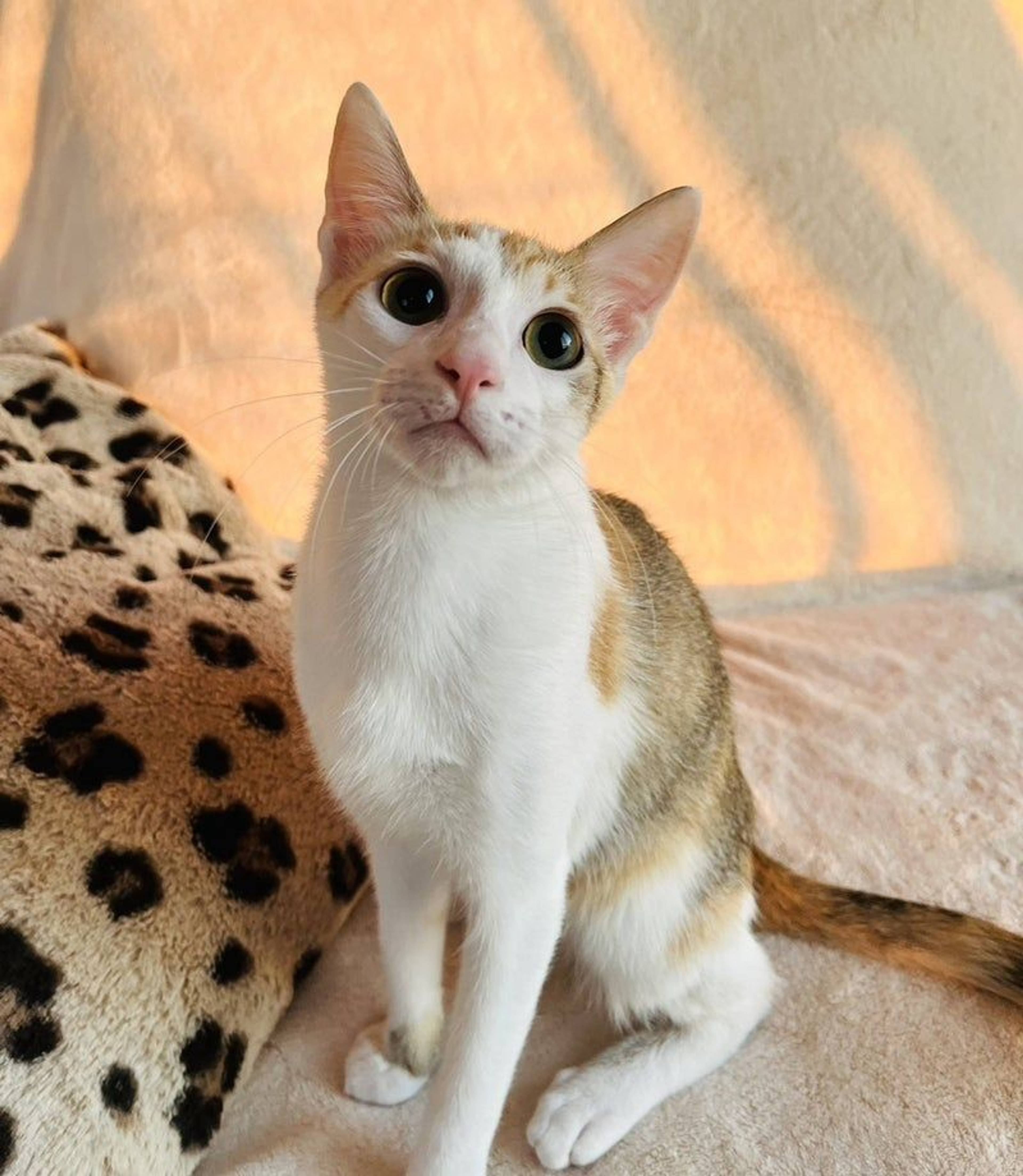 雑種（ミックス猫）・メスの里親募集の写真