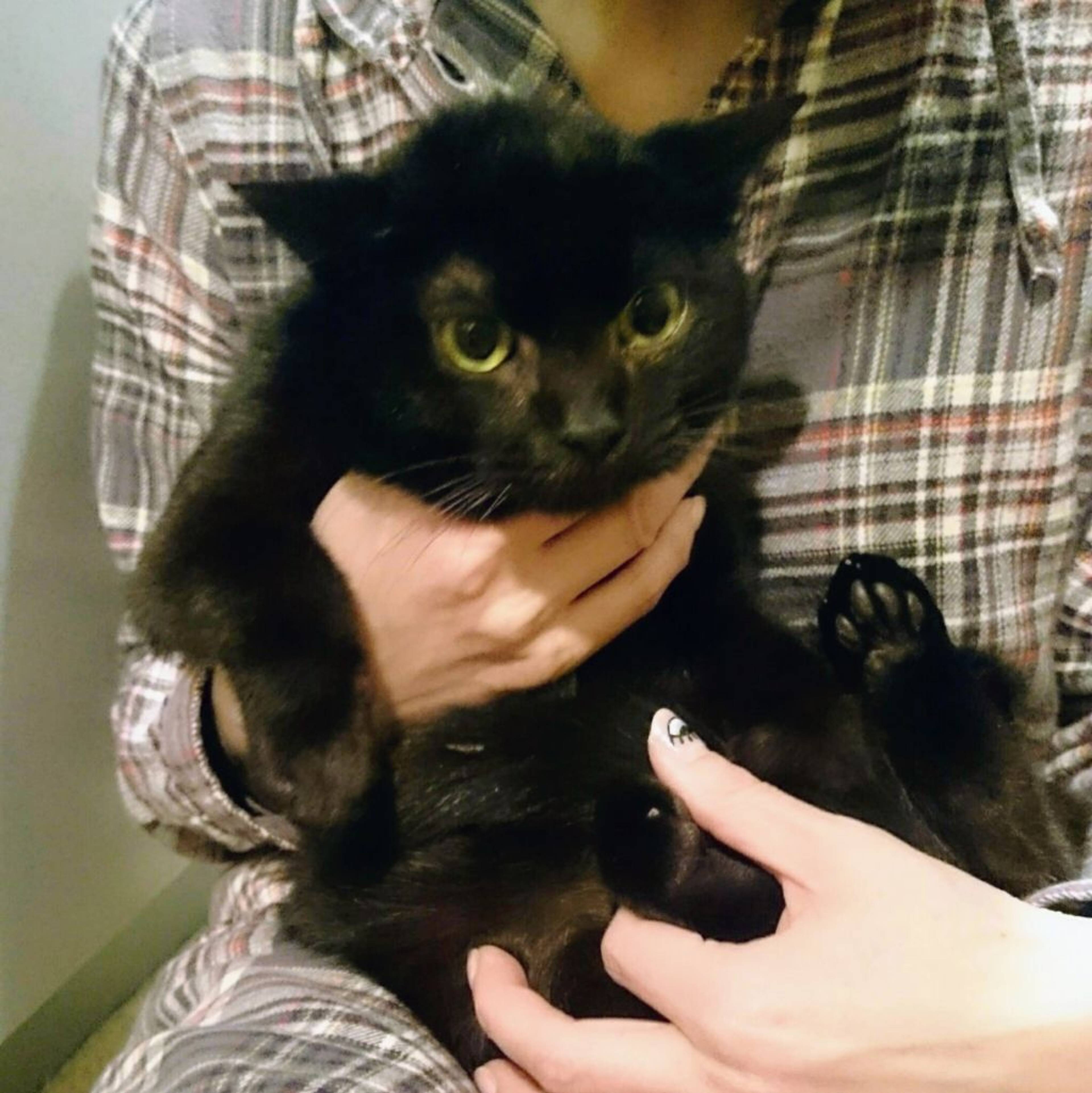 雑種（ミックス猫）・オスの里親募集の写真