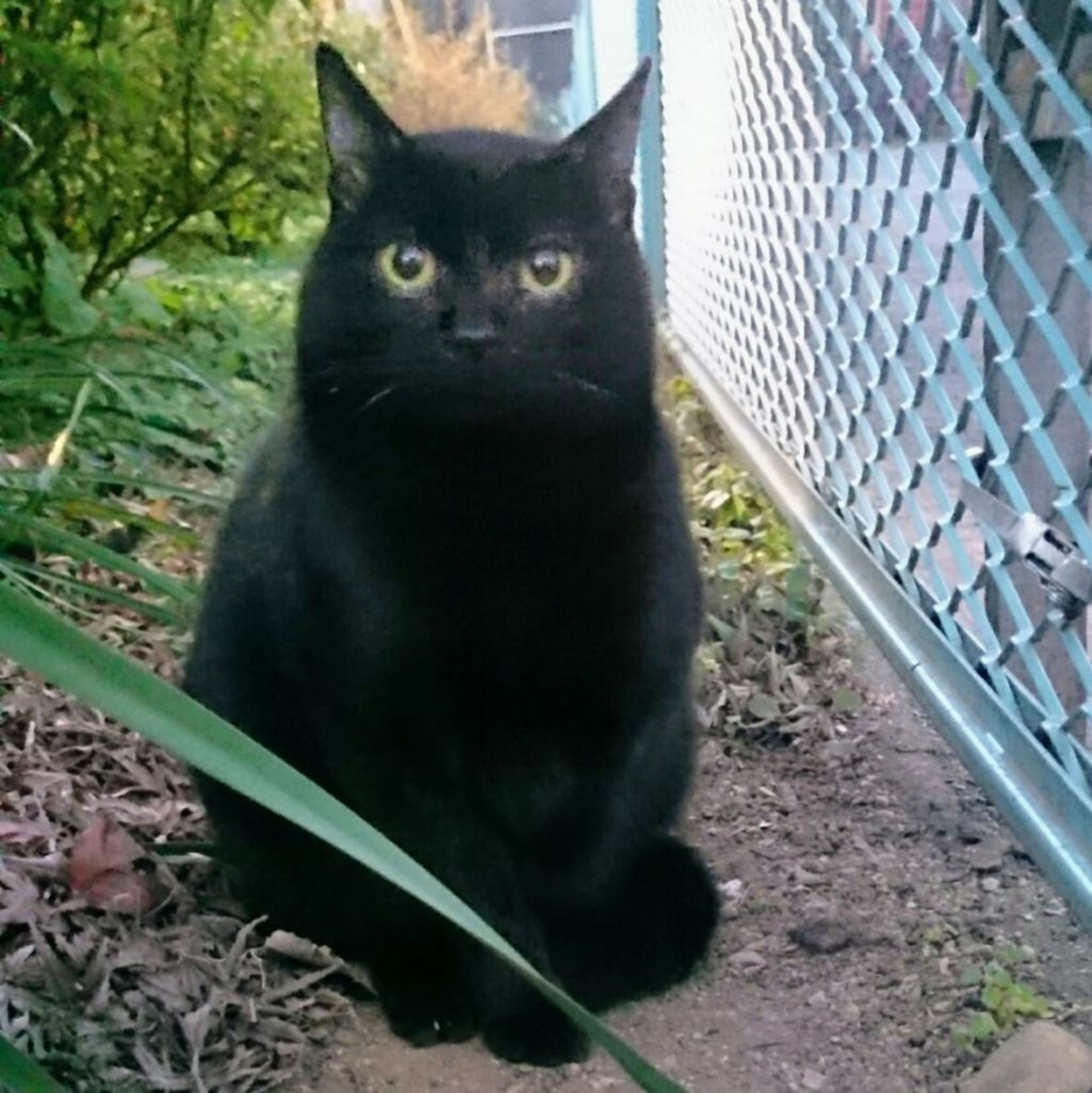 pet-image-2