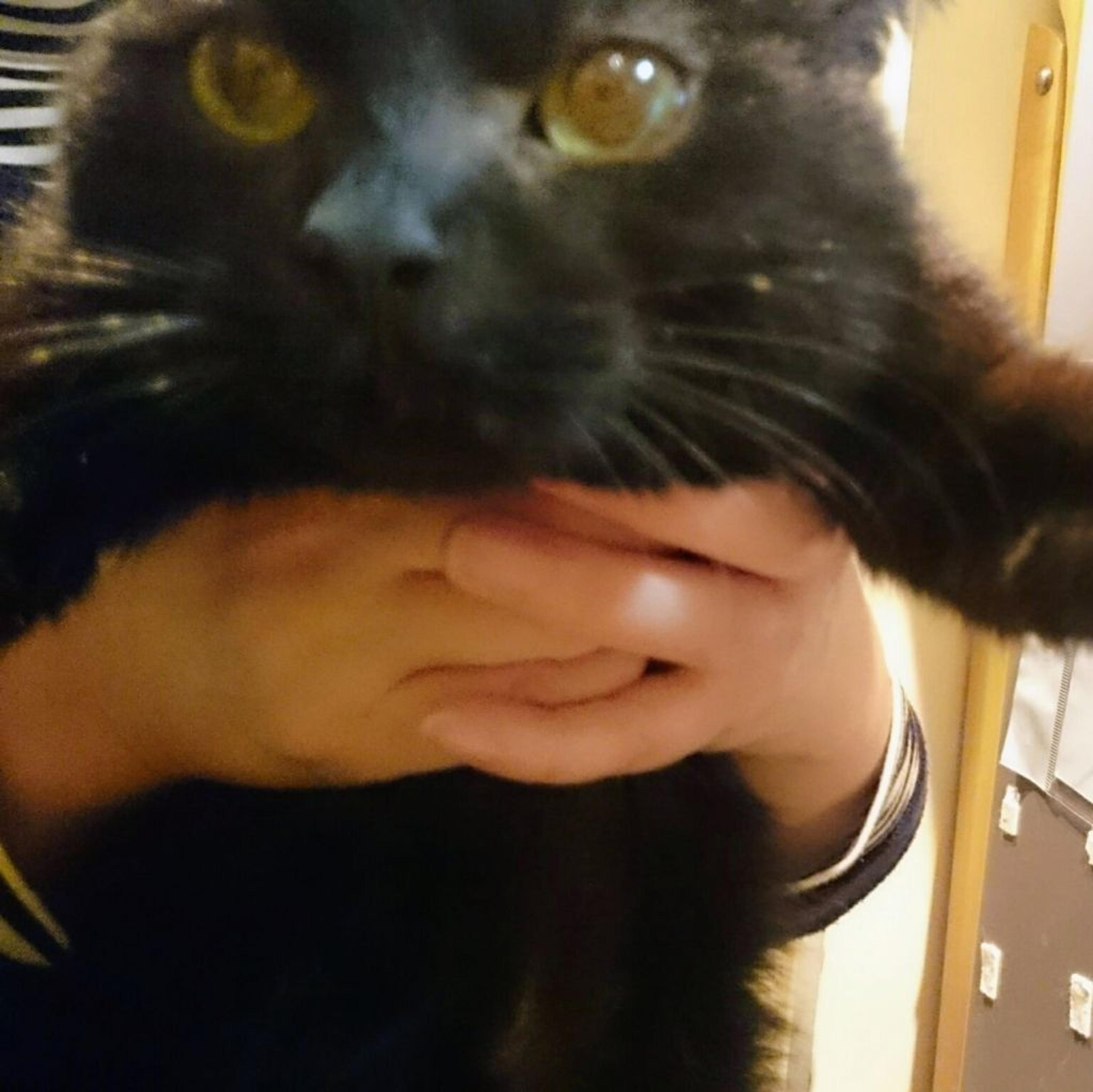 pet-image-3