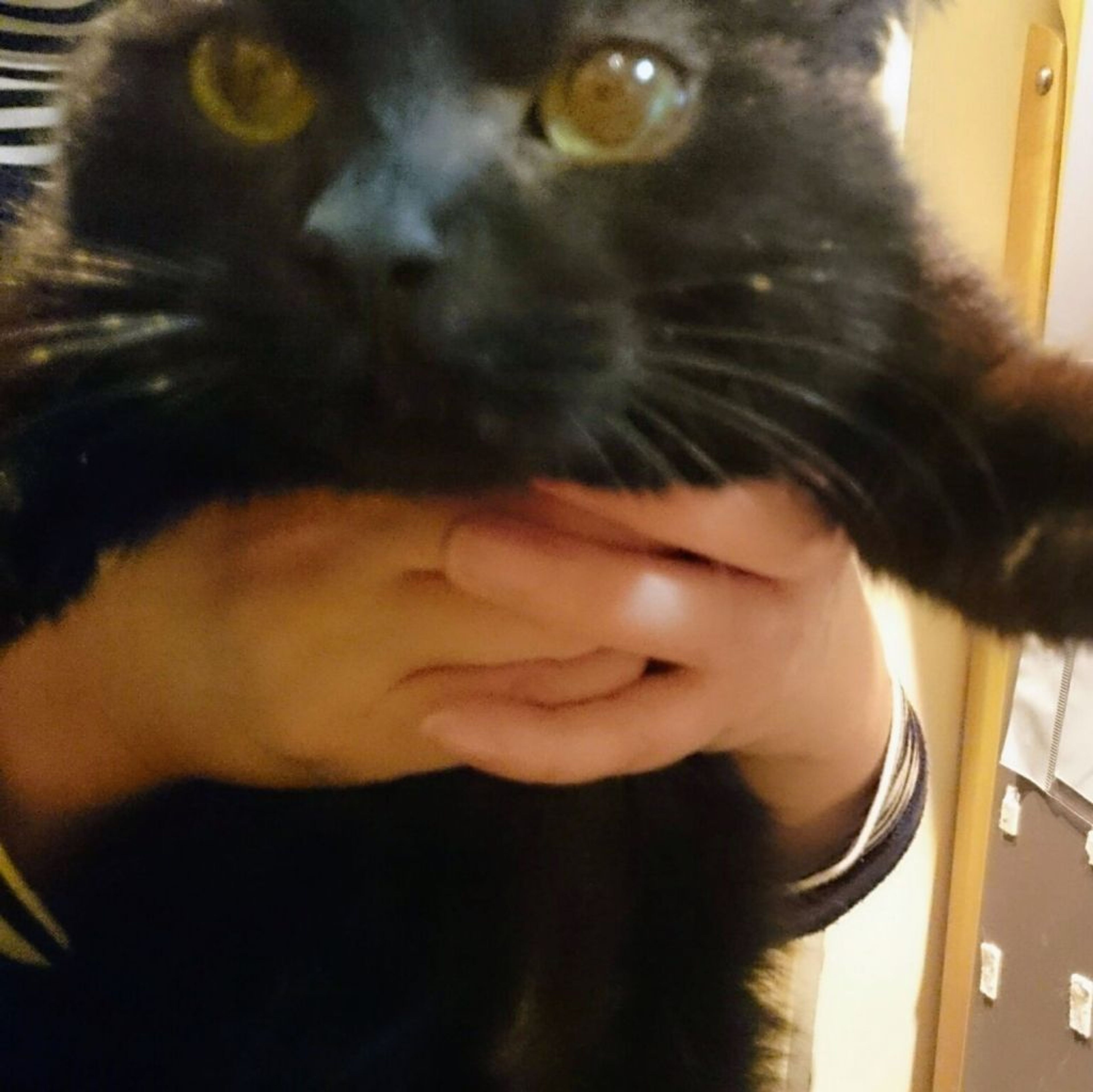 pet-image-3