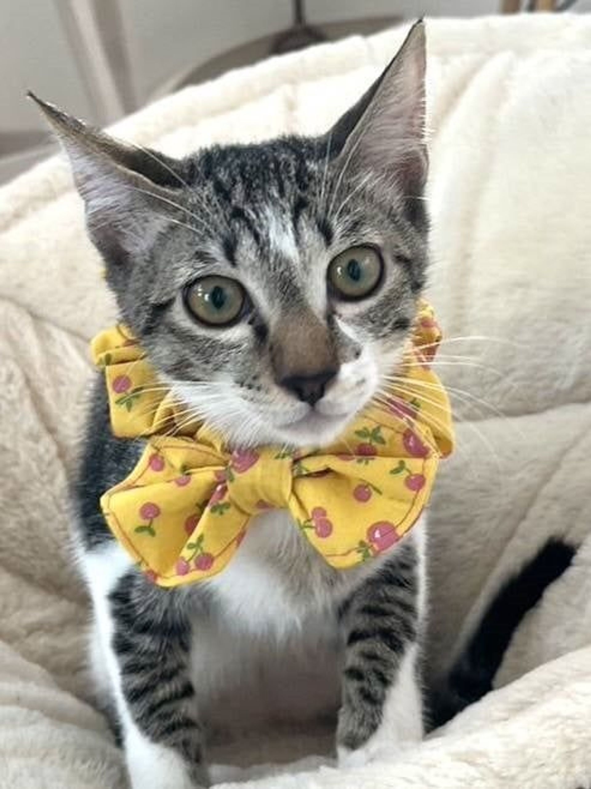 雑種（ミックス猫）・オスの里親募集の写真