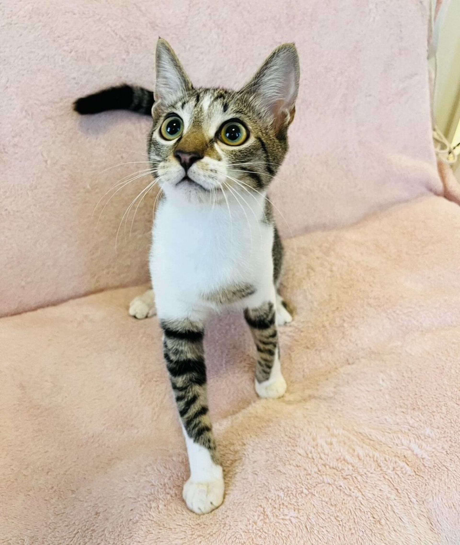 pet-image-2