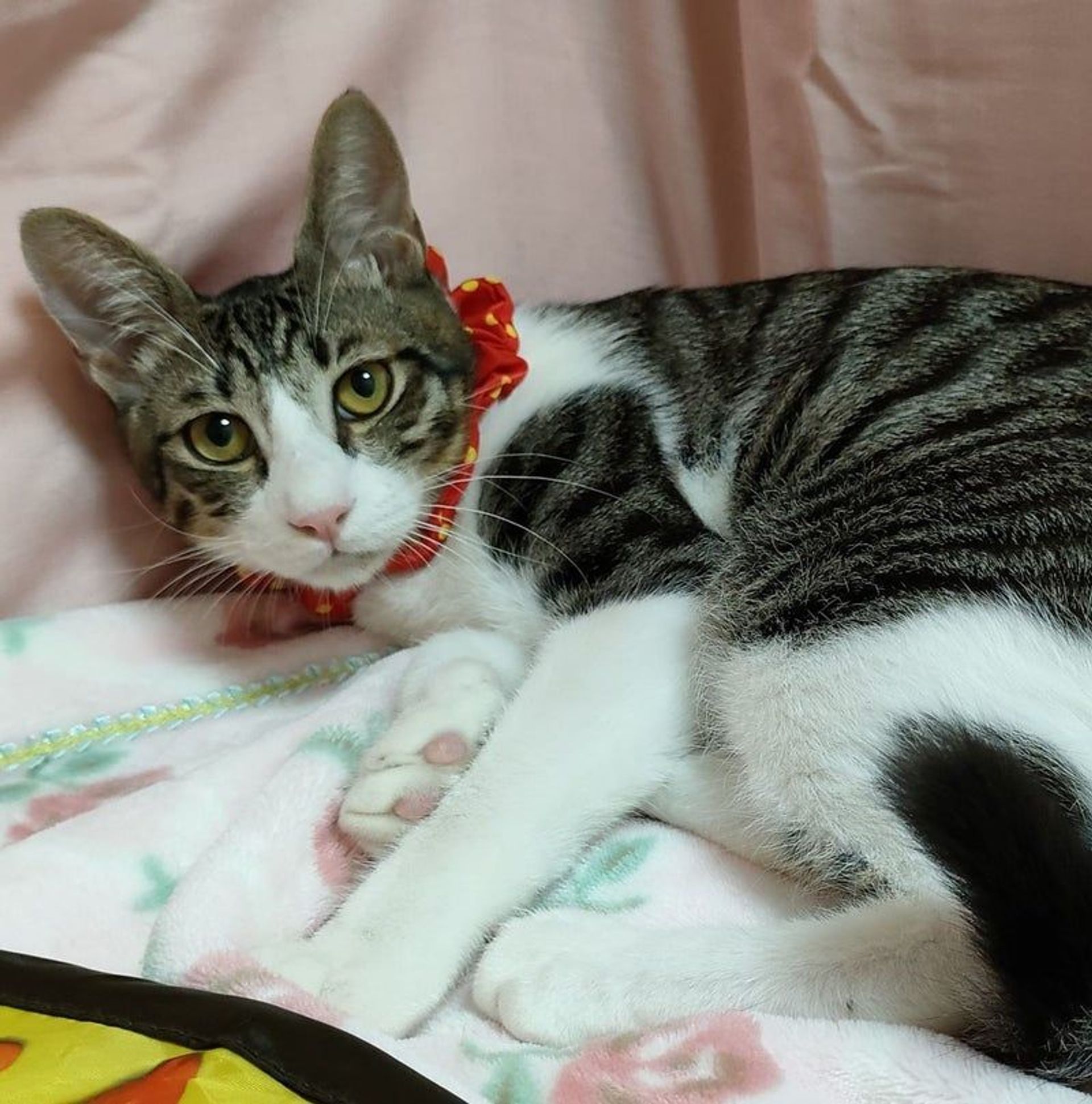 雑種（ミックス猫）・オスの里親募集の写真