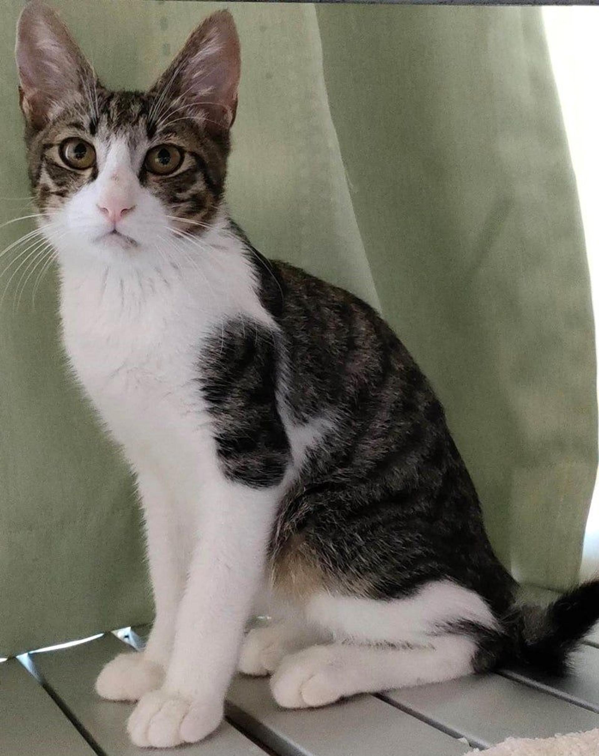 pet-image-2