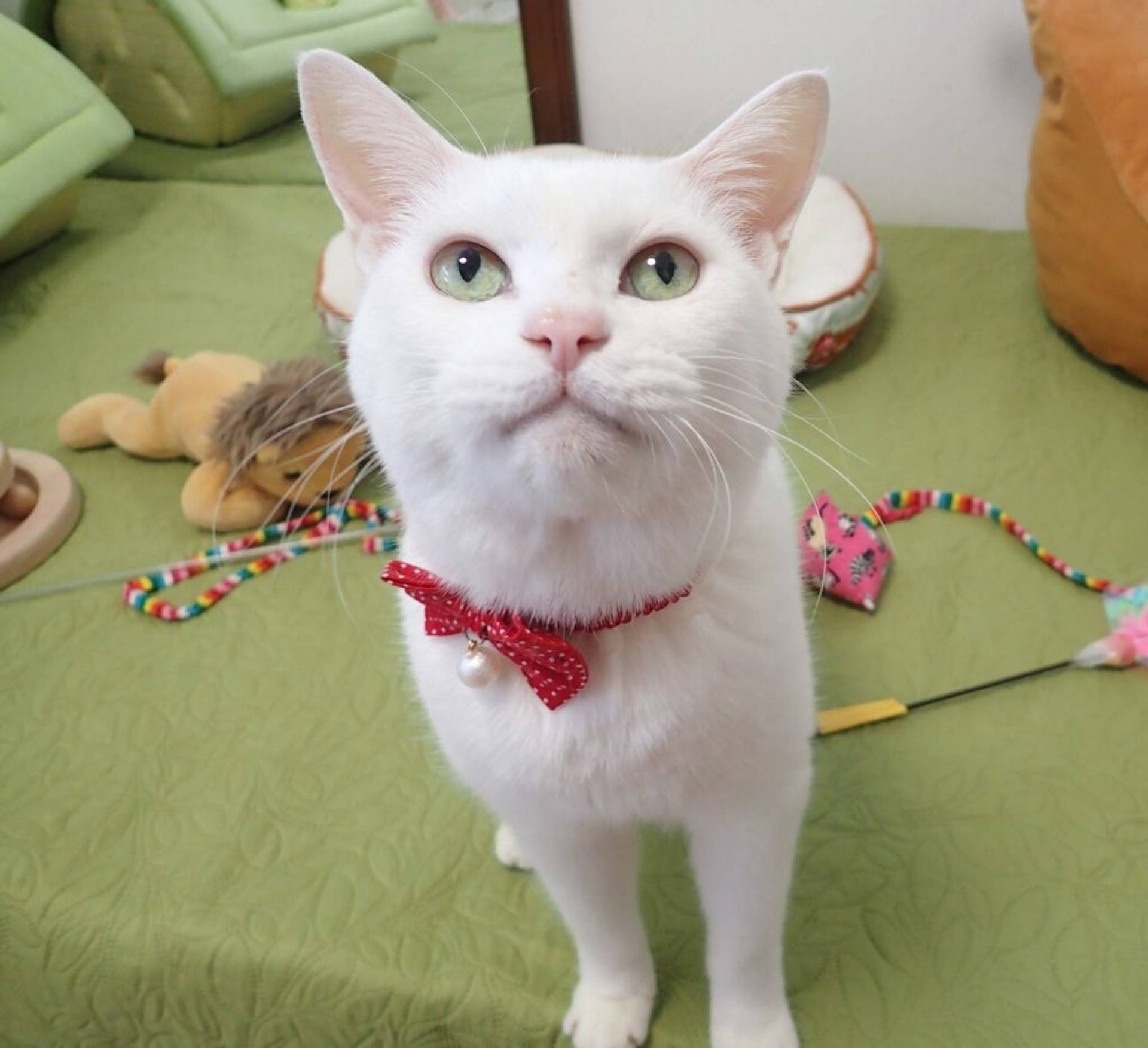 雑種（ミックス猫）・メスの里親募集の写真