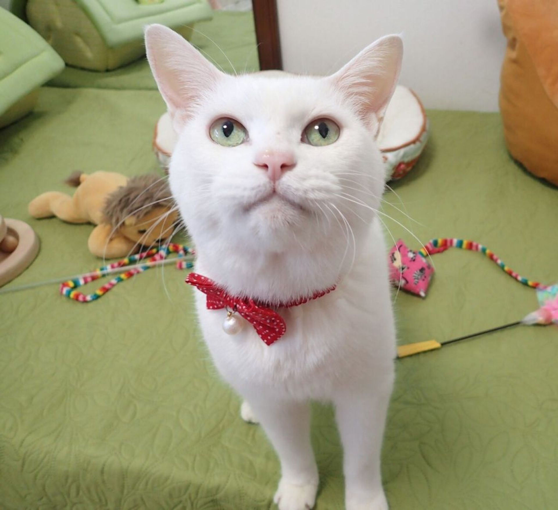雑種（ミックス猫）・メスの里親募集の写真