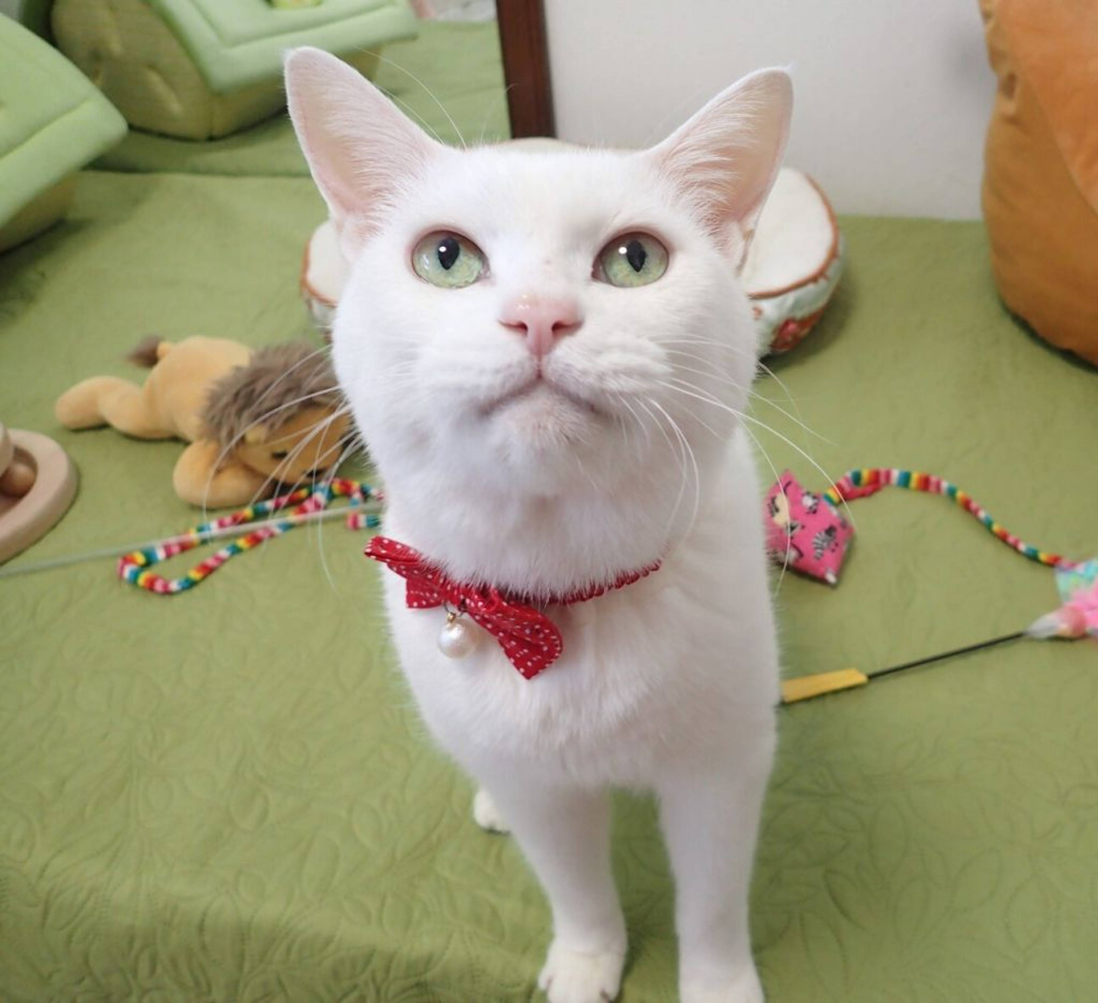 雑種（ミックス猫）・メスの里親募集の写真