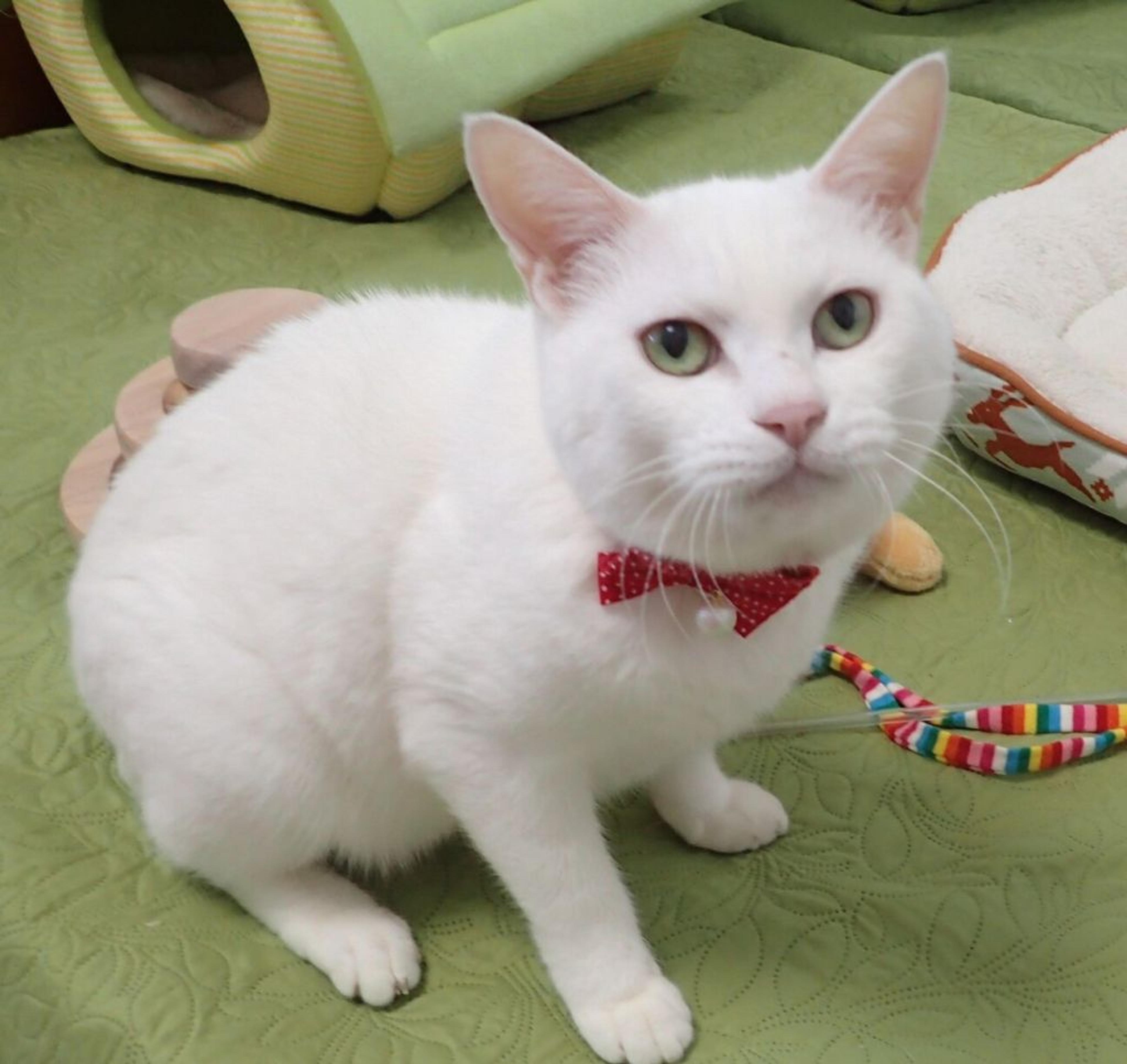 pet-image-2