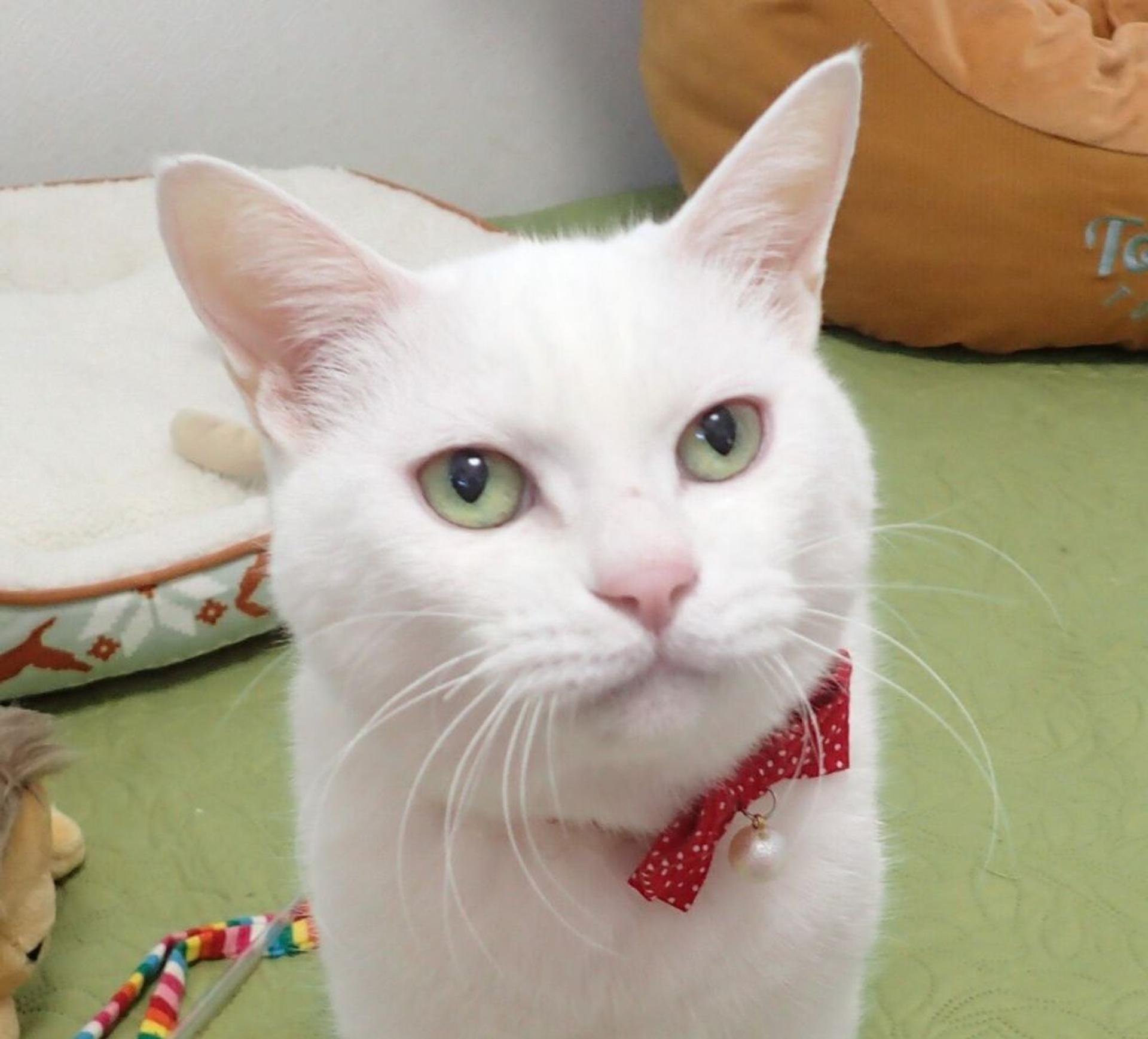 pet-image-3