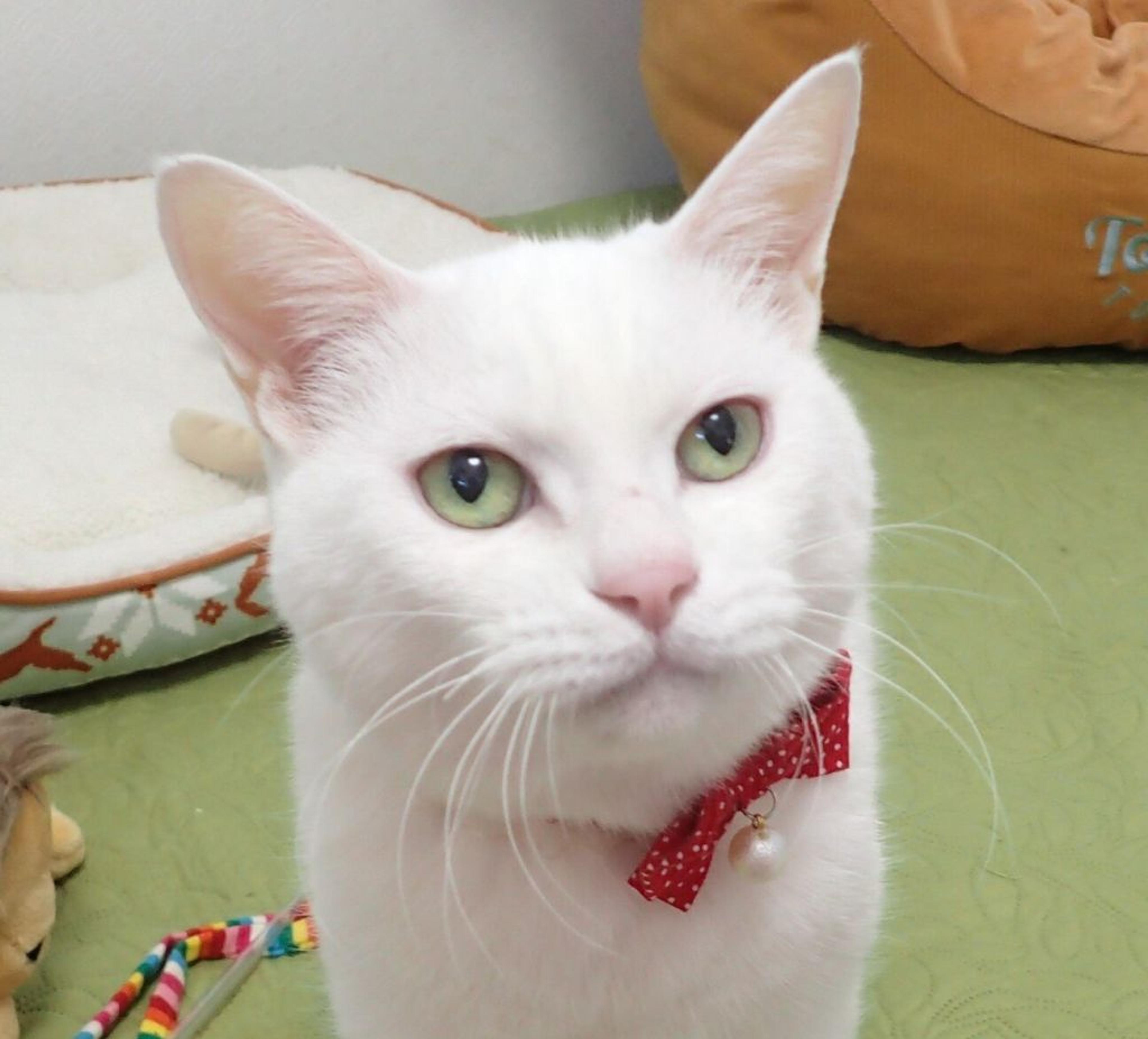 pet-image-3