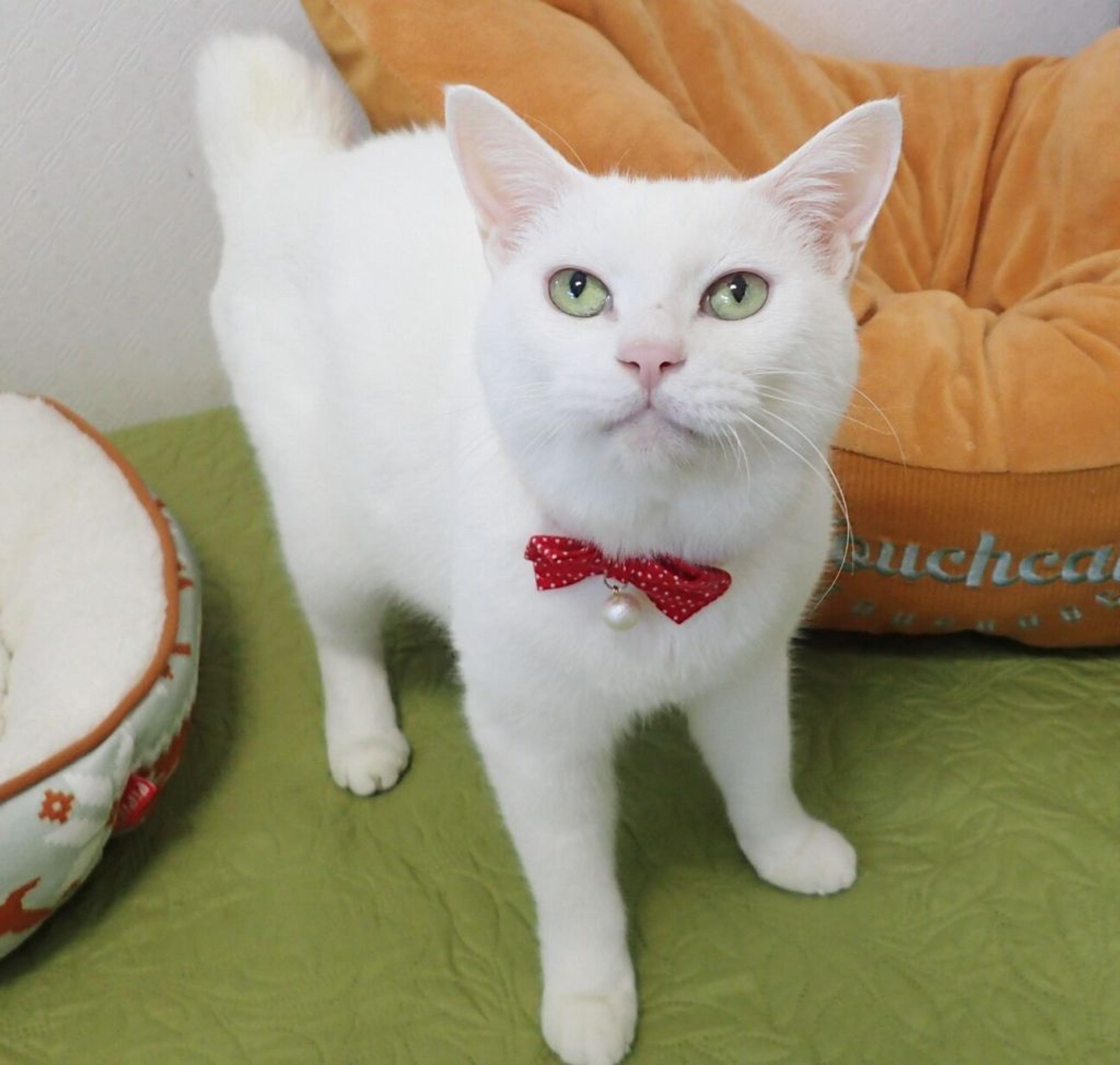 pet-image-4