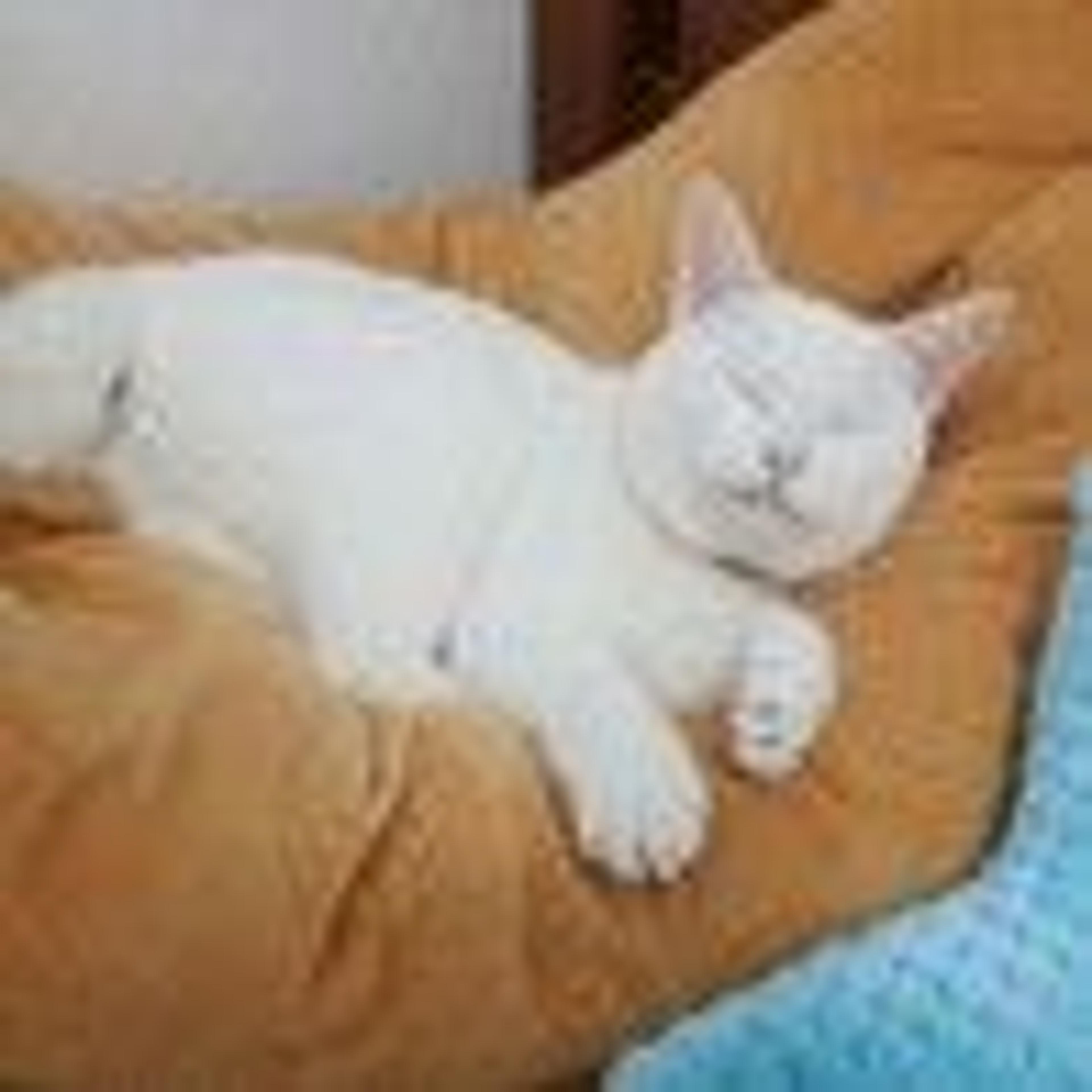 pet-image-5