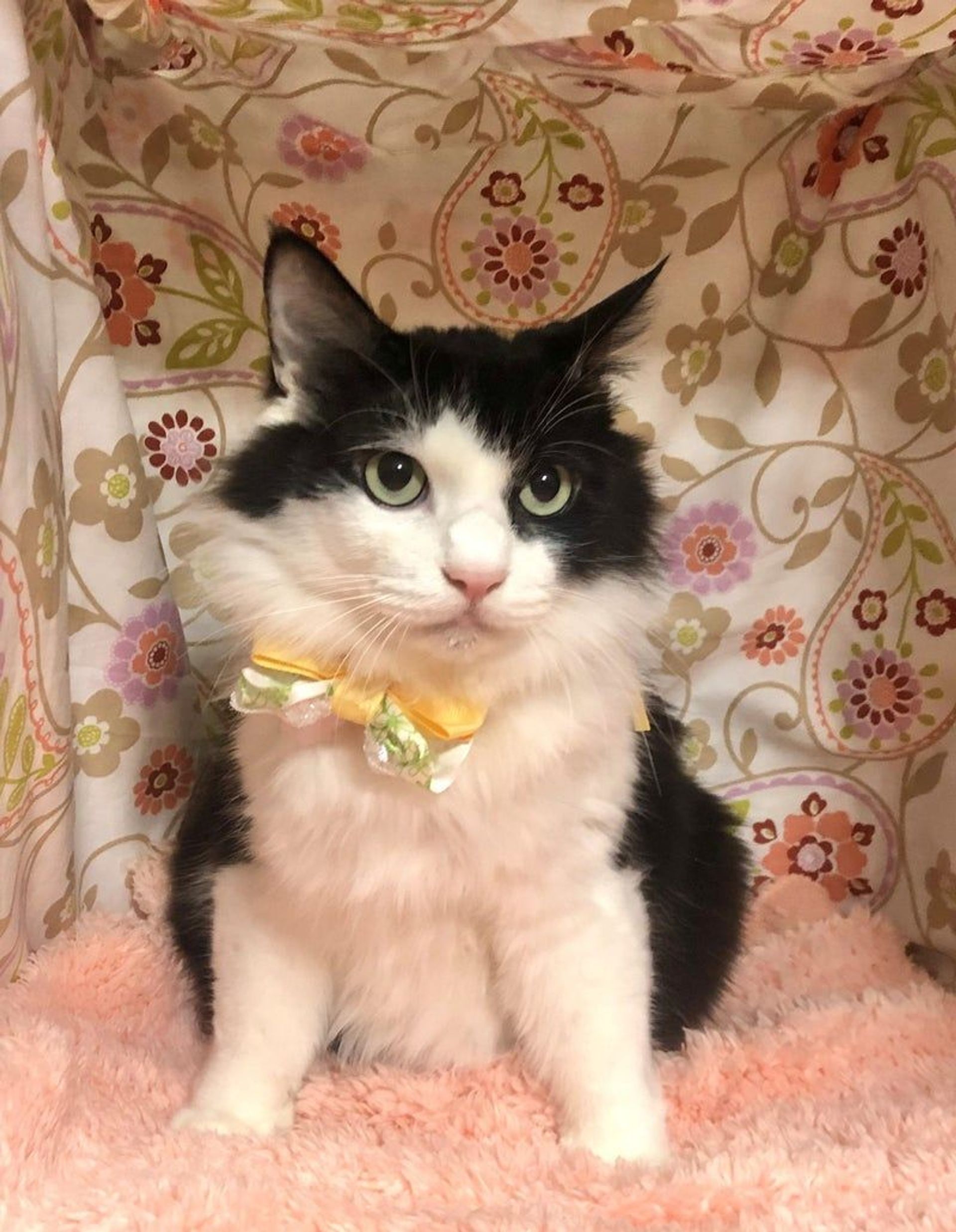 雑種（ミックス猫）・オスの里親募集の写真