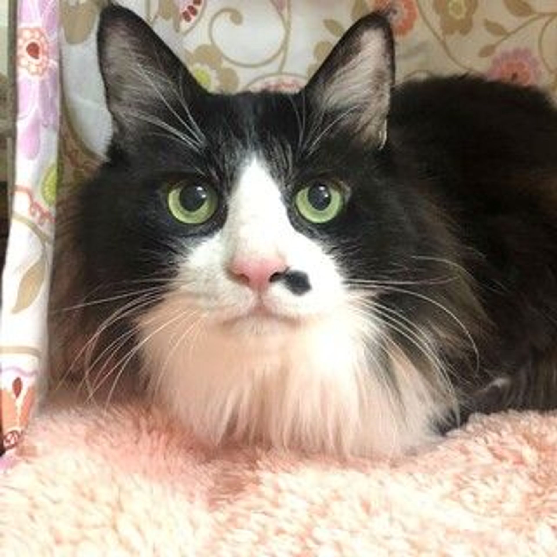雑種（ミックス猫）・オスの里親募集の写真