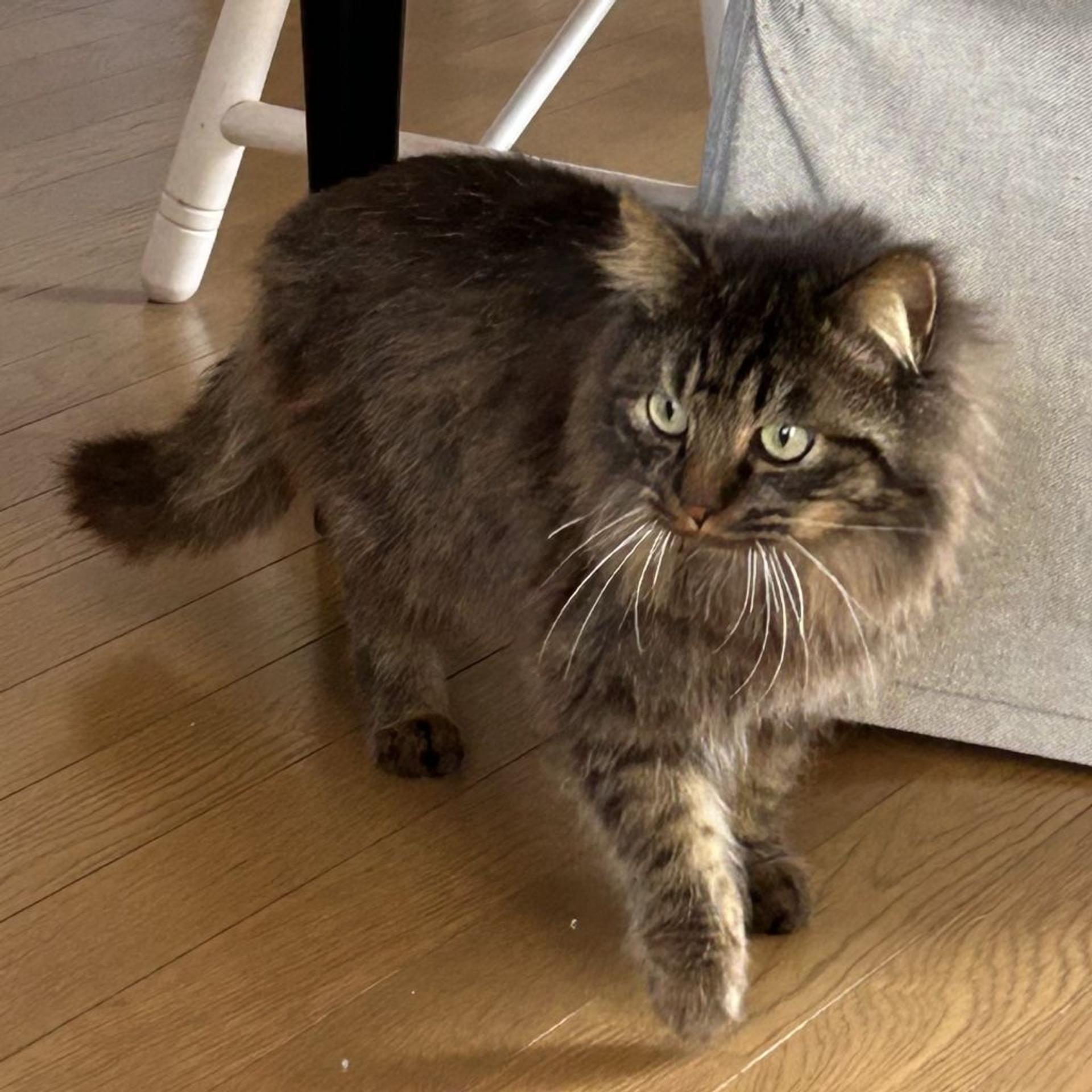 pet-image-2