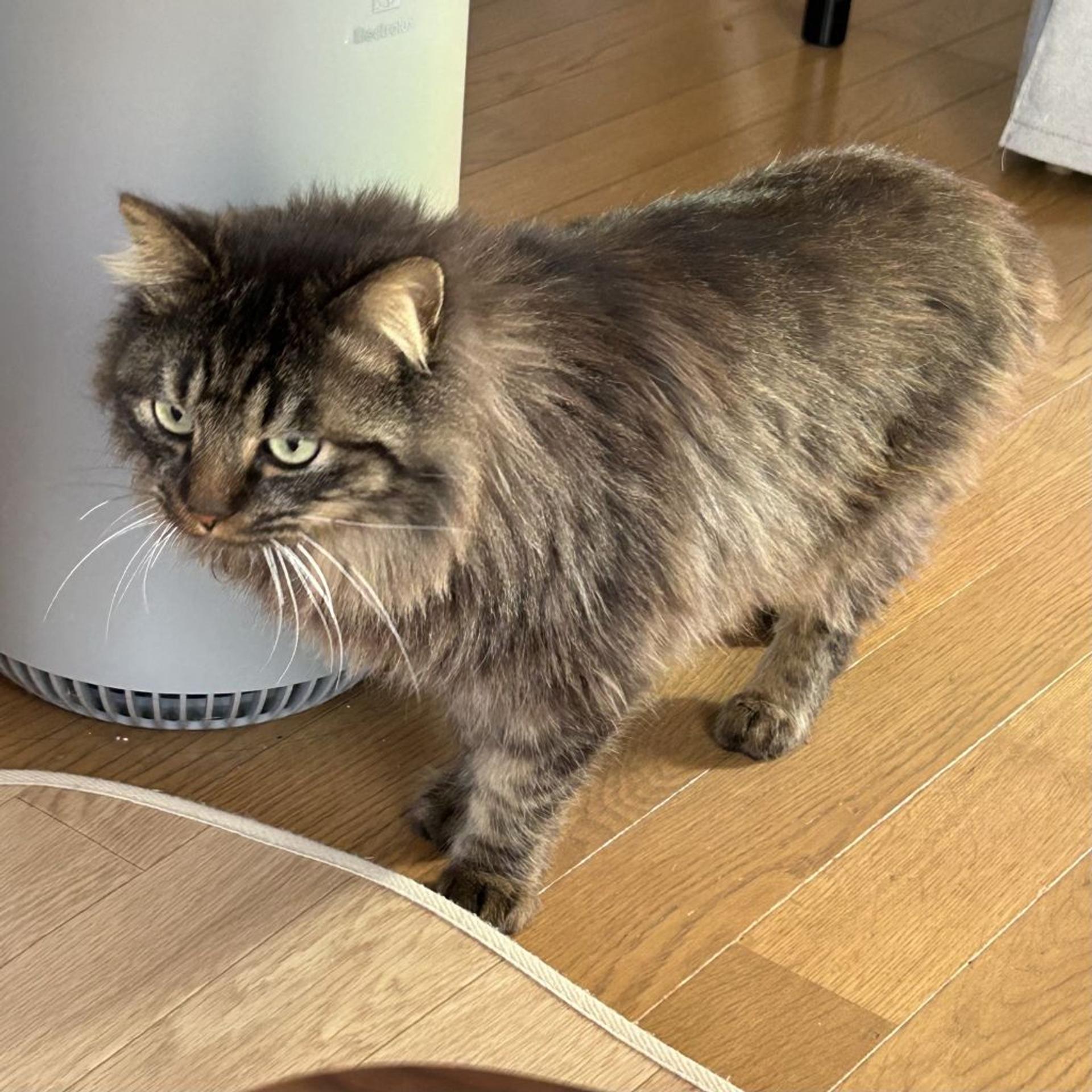 pet-image-5