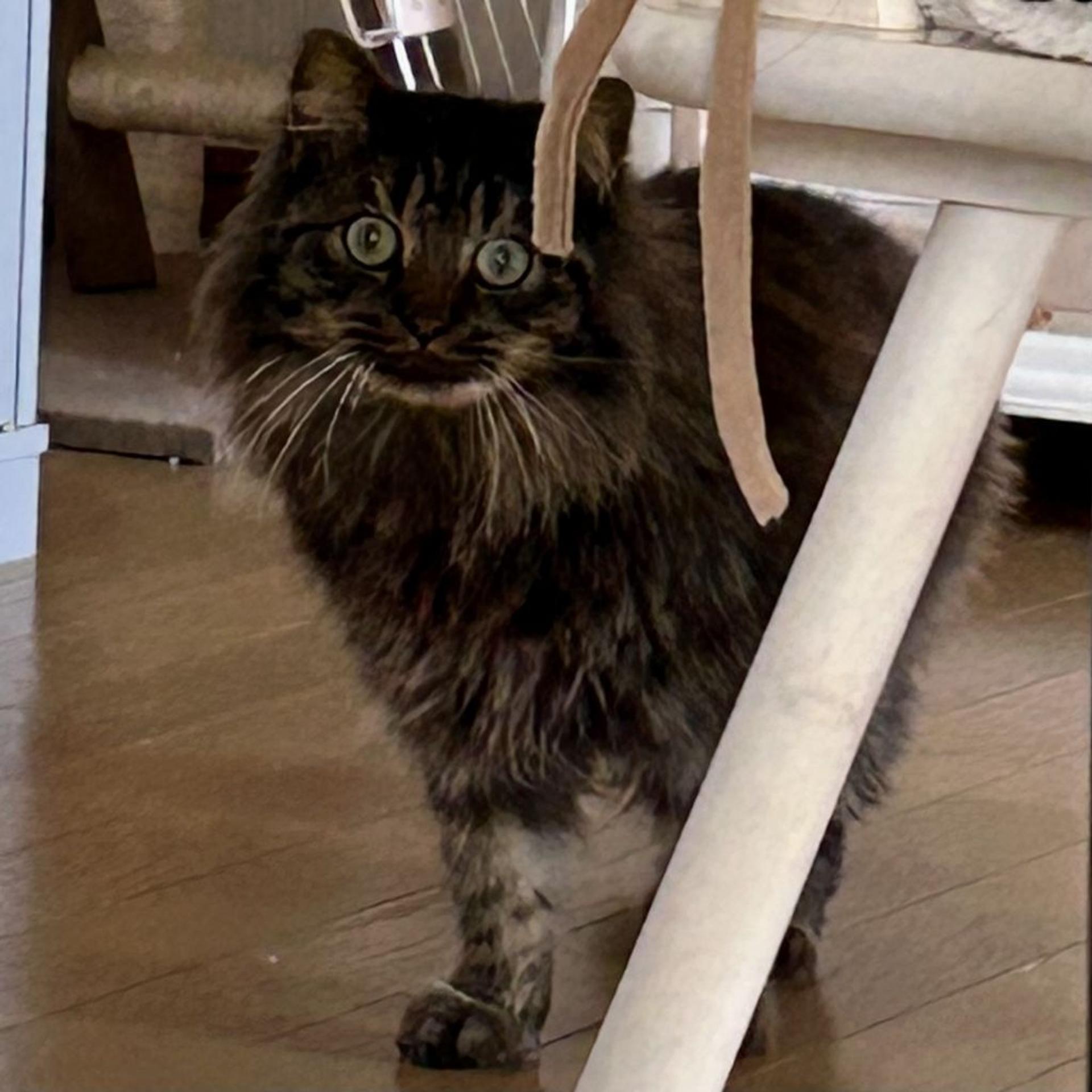 pet-image-8