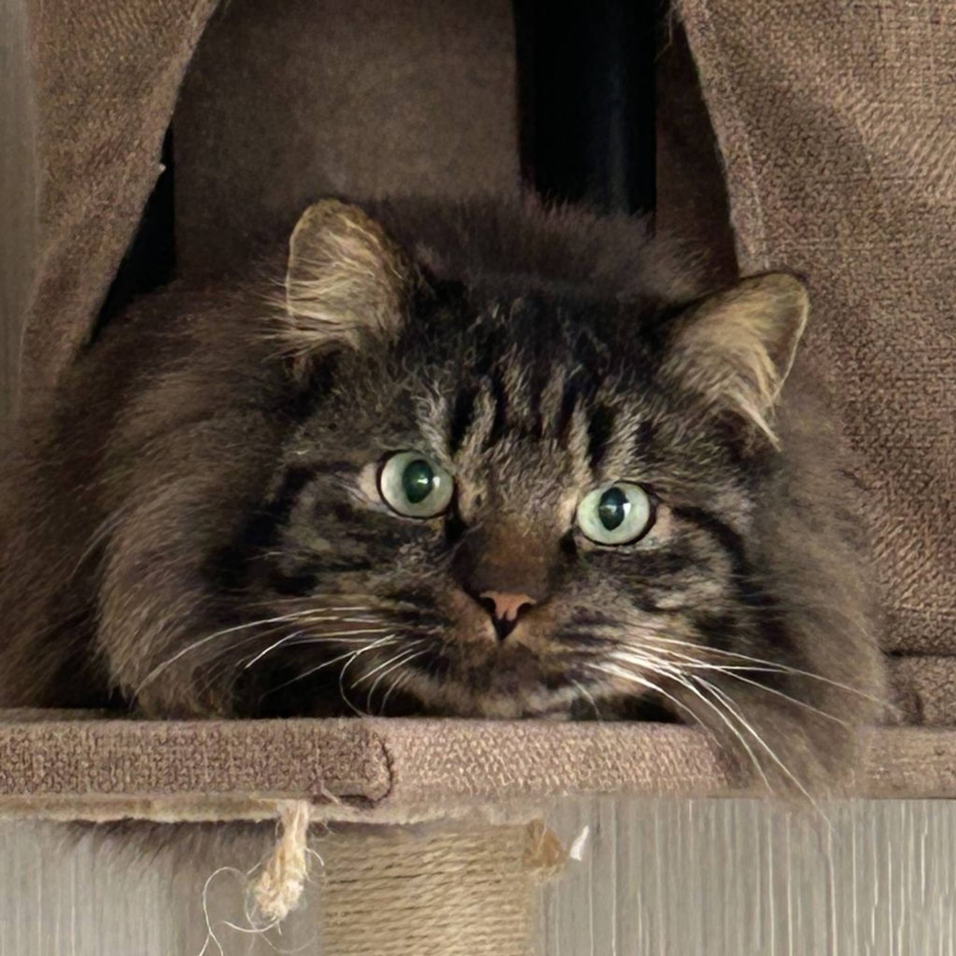 雑種（ミックス猫）・オスの里親募集の写真