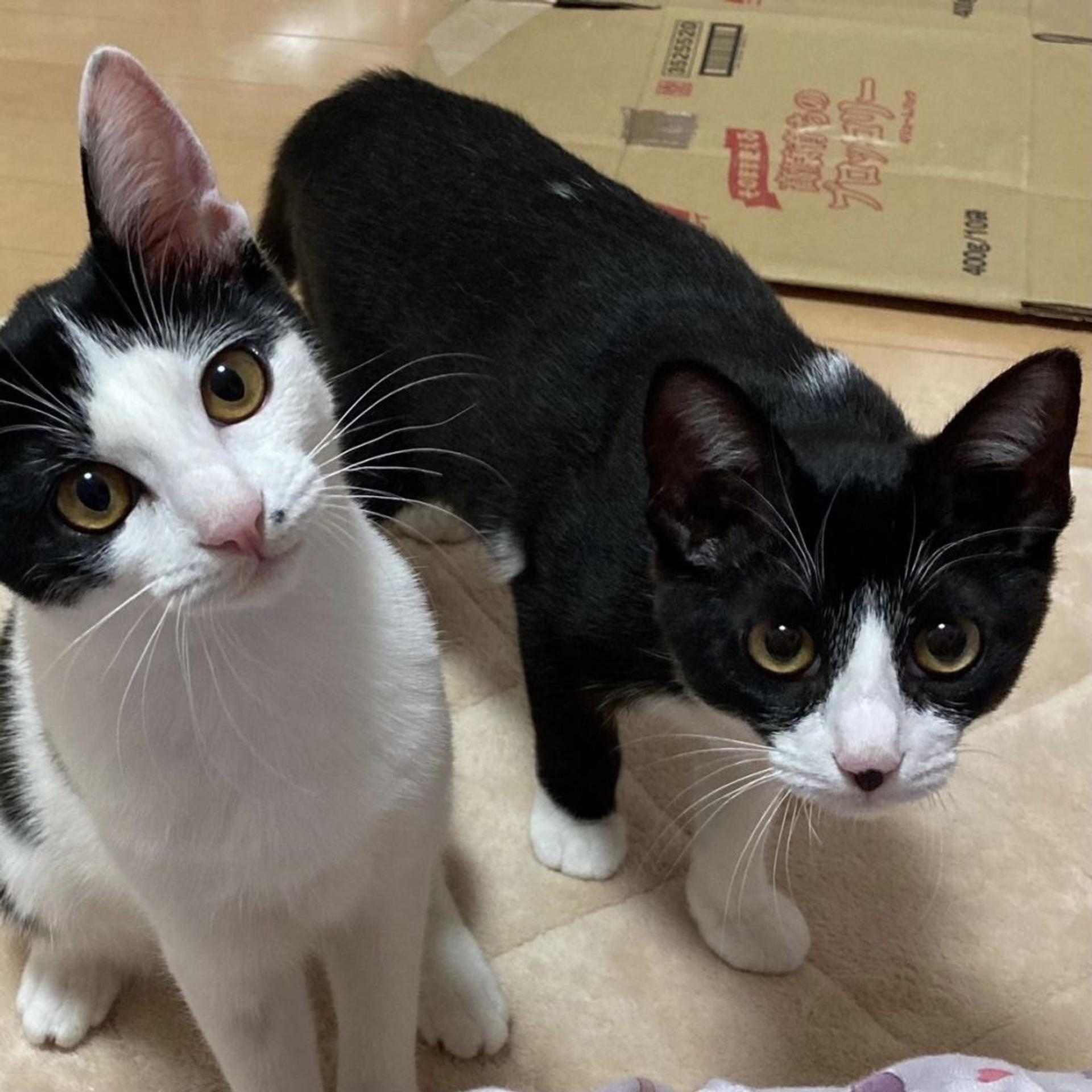pet-image-8