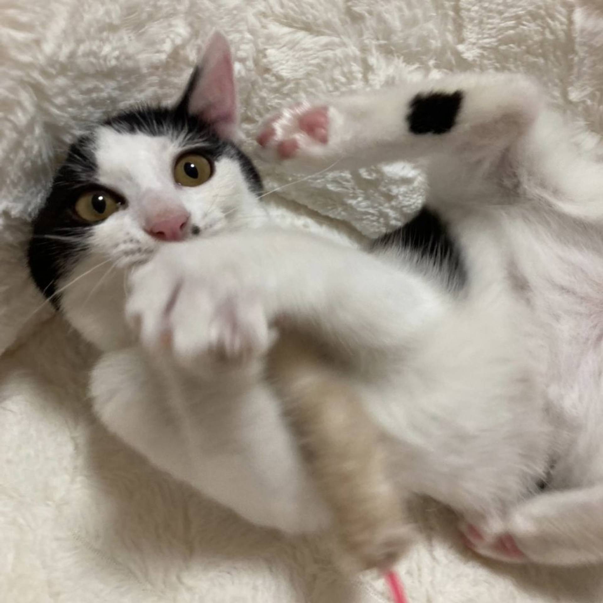 雑種（ミックス猫）・メスの里親募集の写真