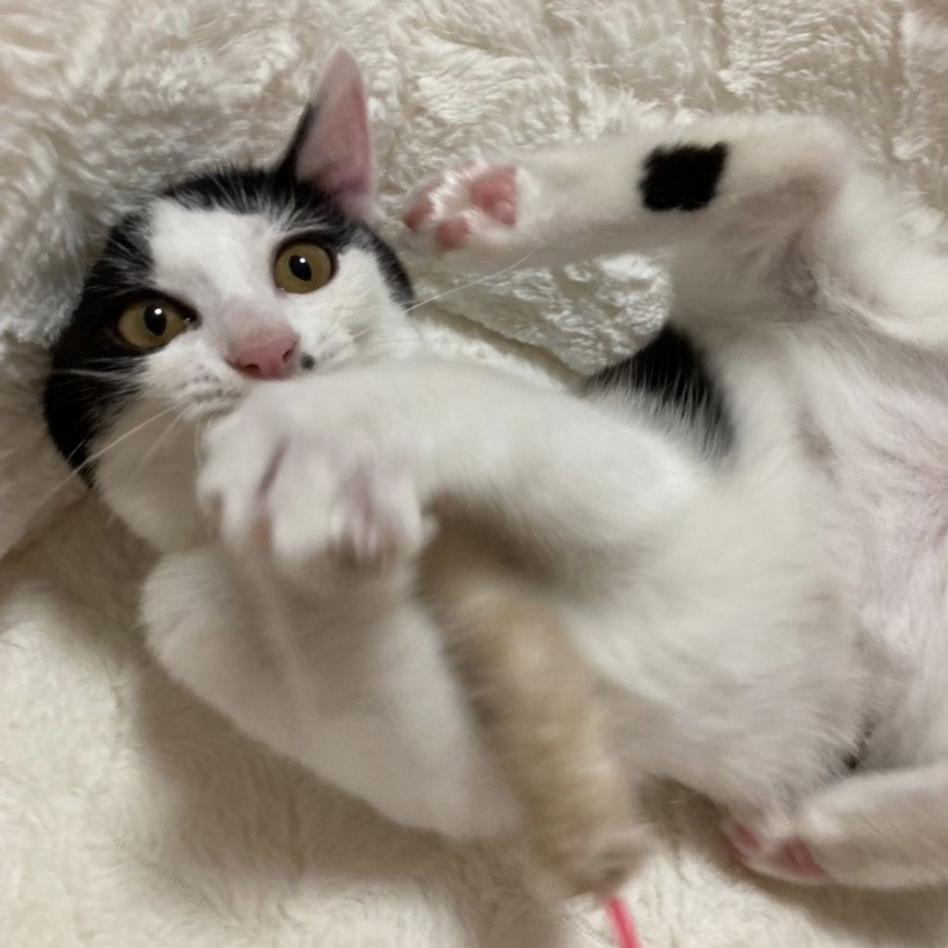 雑種（ミックス猫）・メスの里親募集の写真