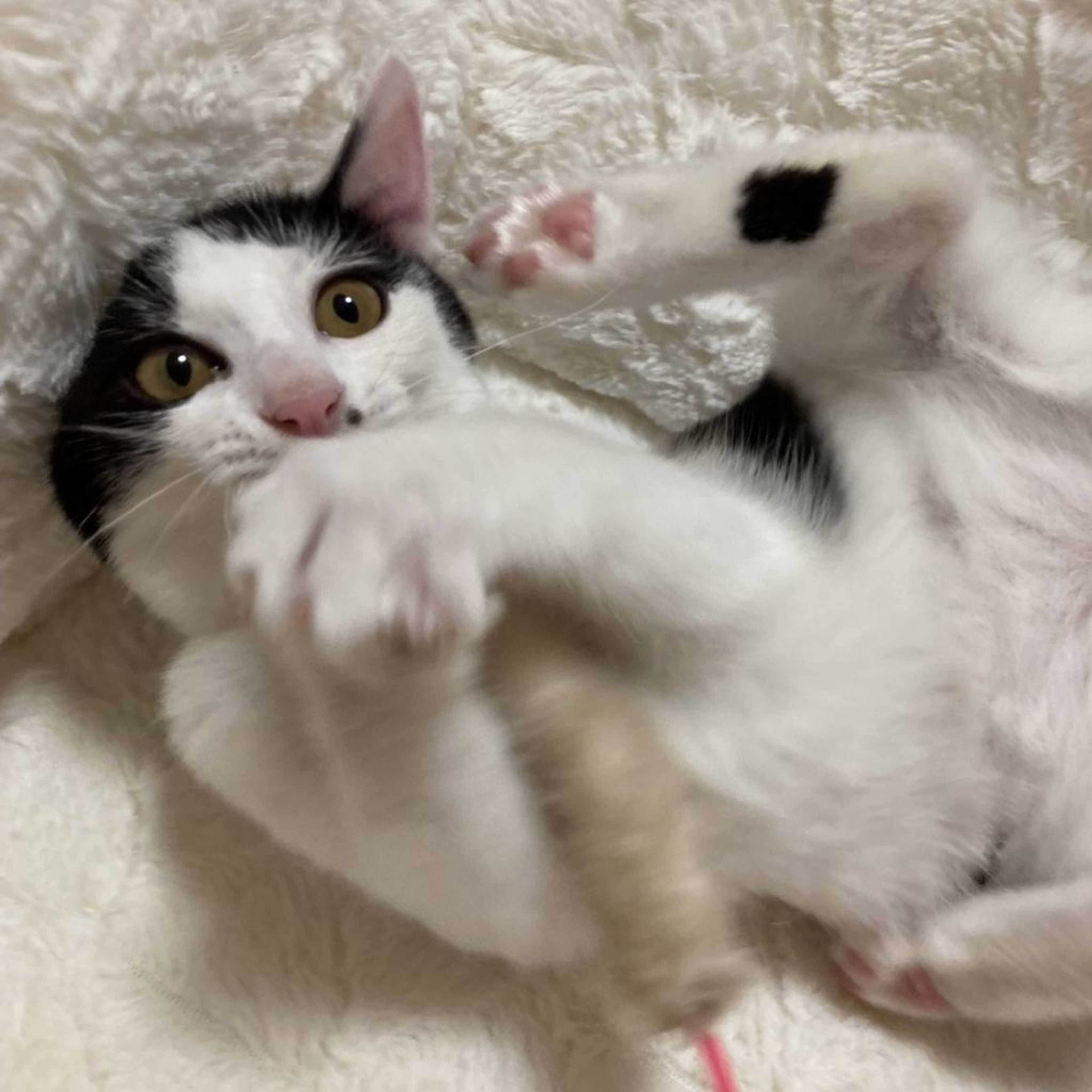 雑種（ミックス猫）・メスの里親募集の写真