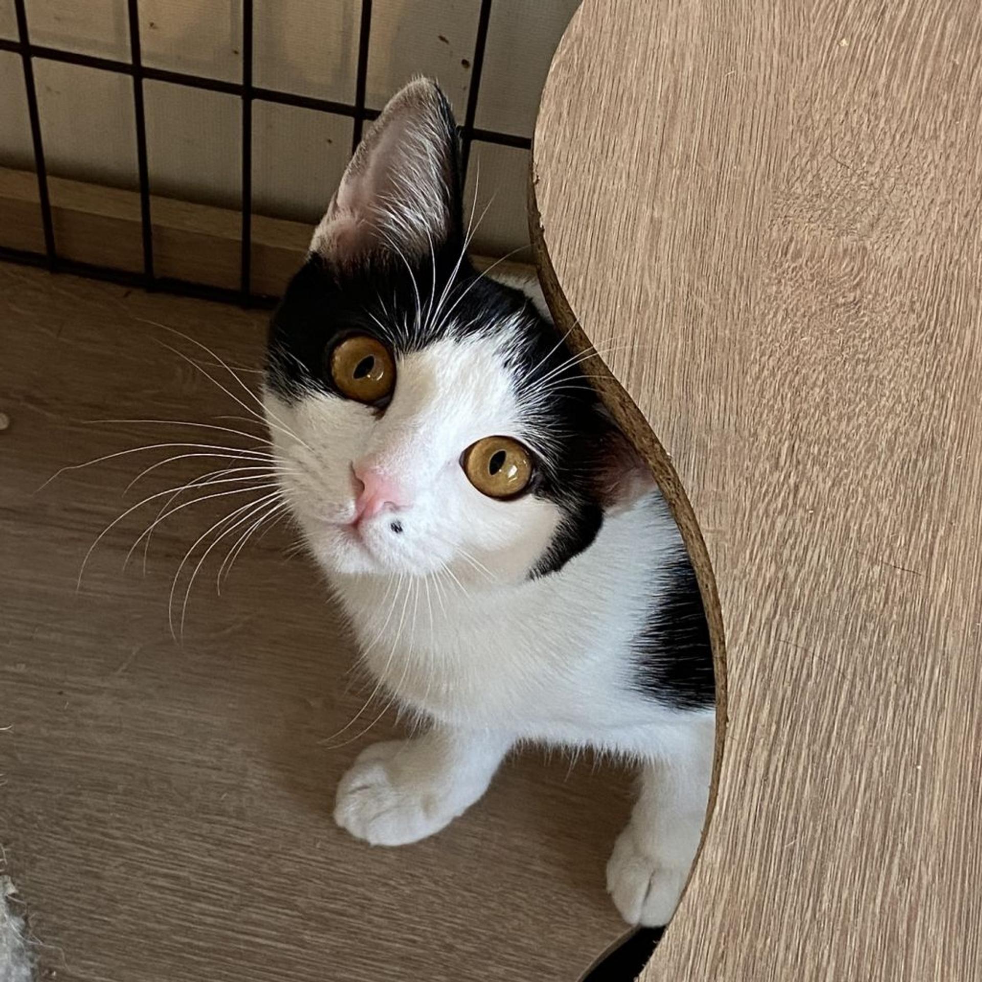 pet-image-4