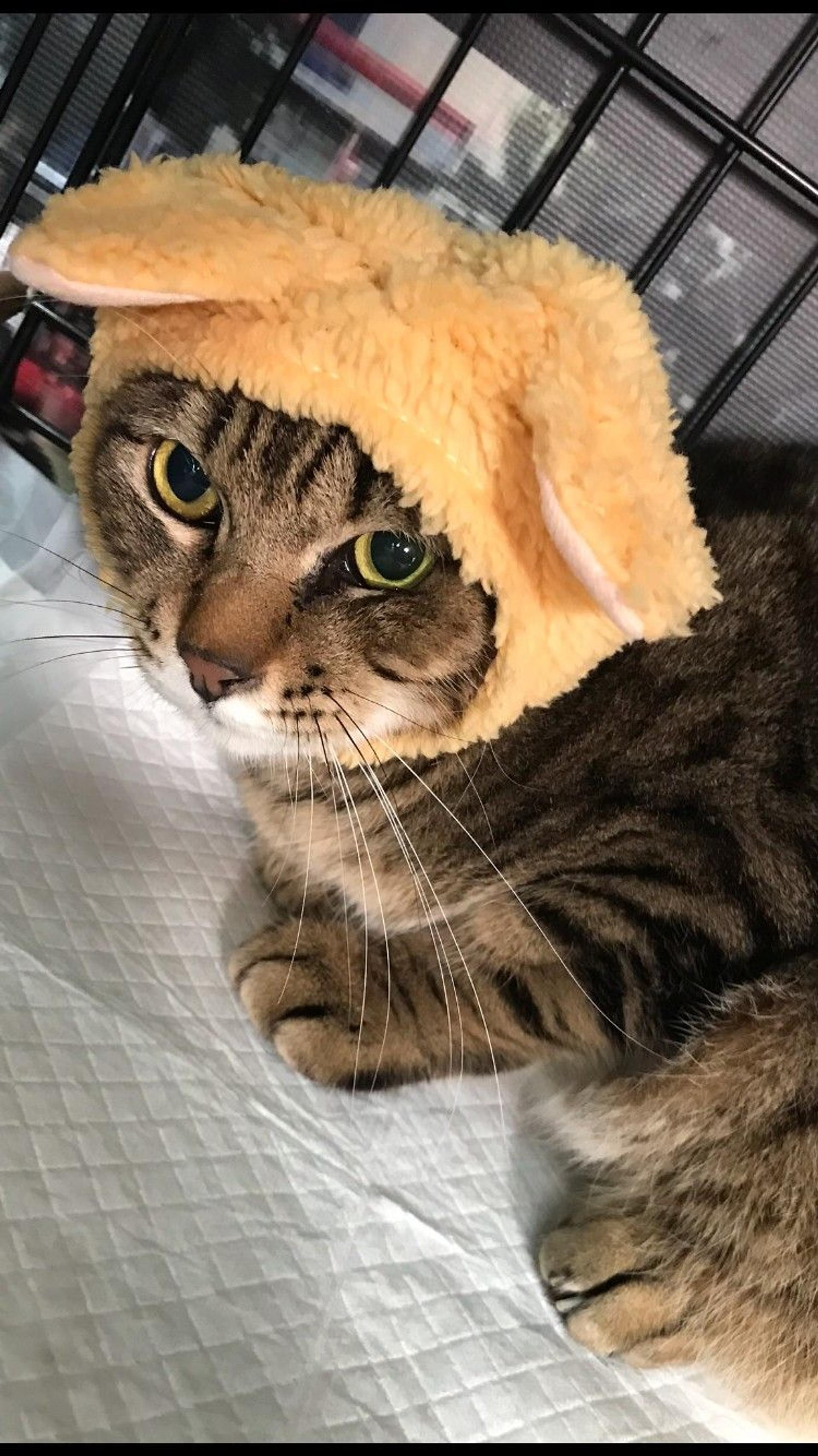 pet-image-2
