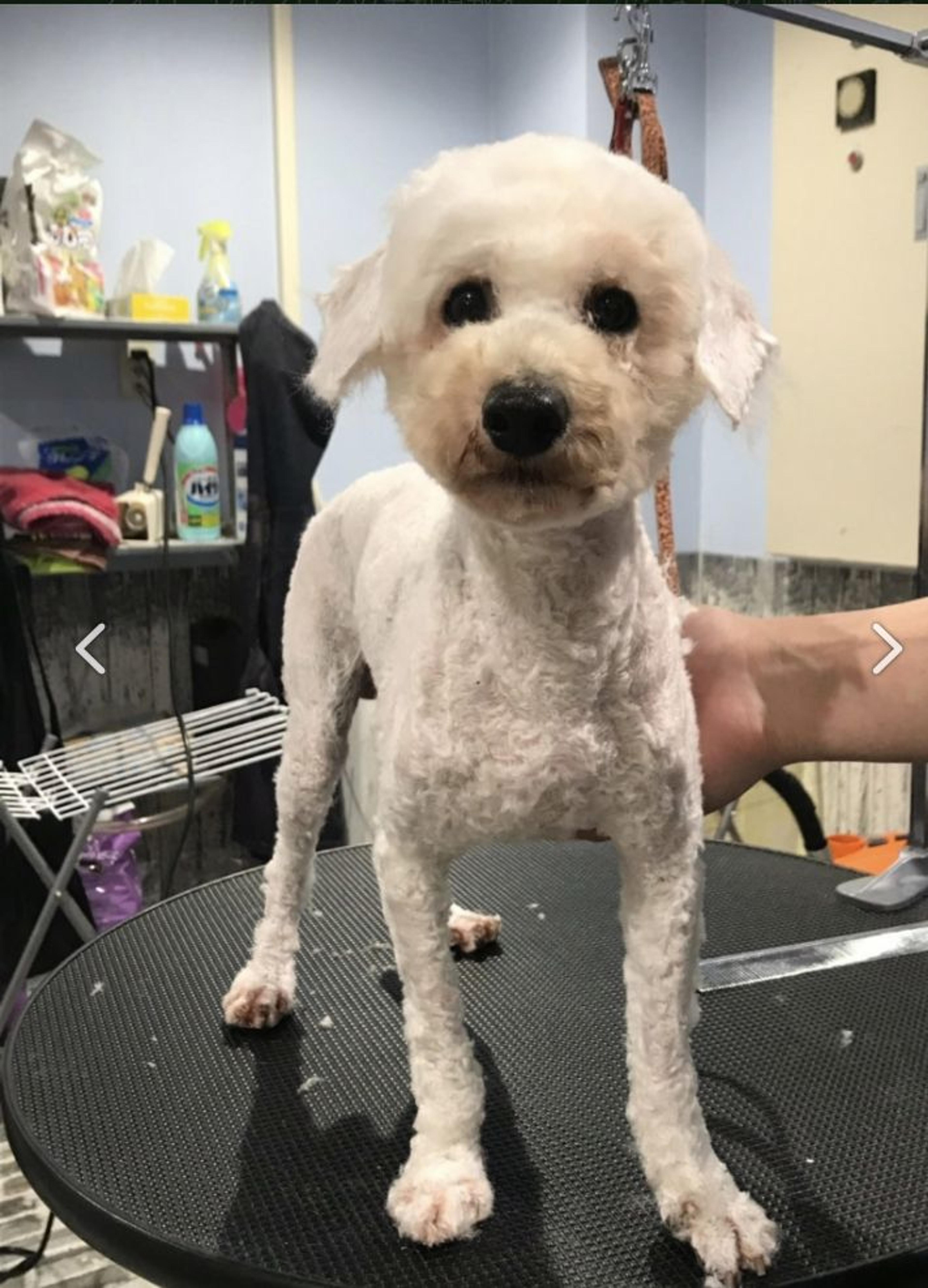 pet-image-2