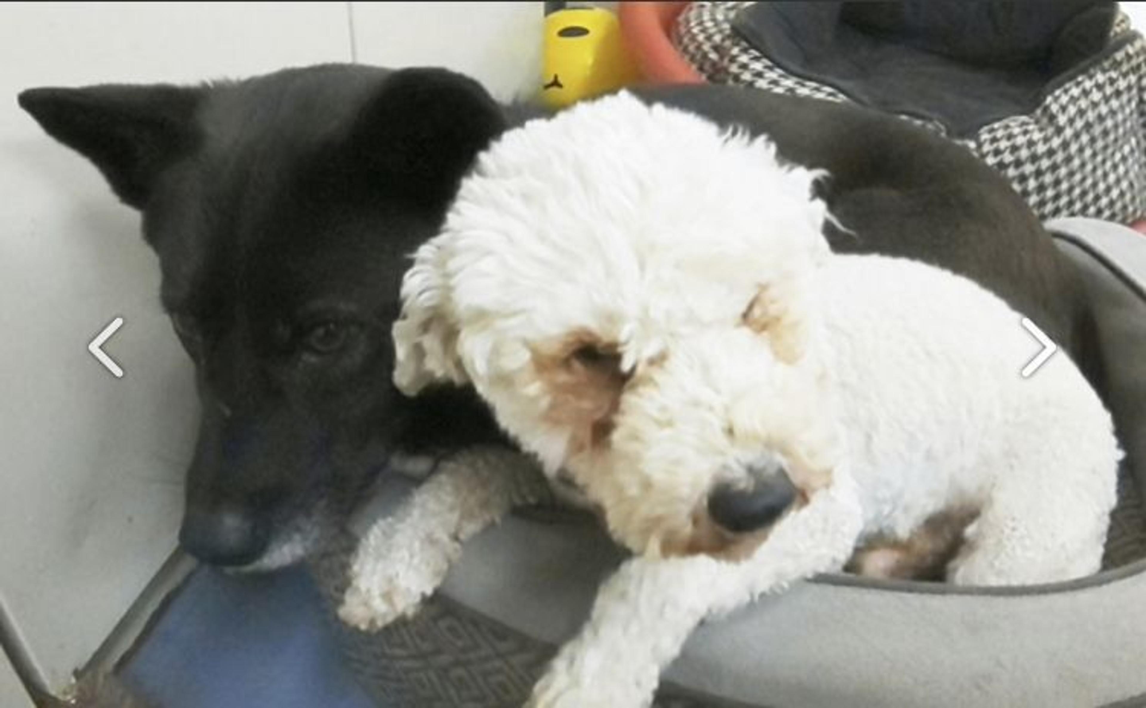 pet-image-3
