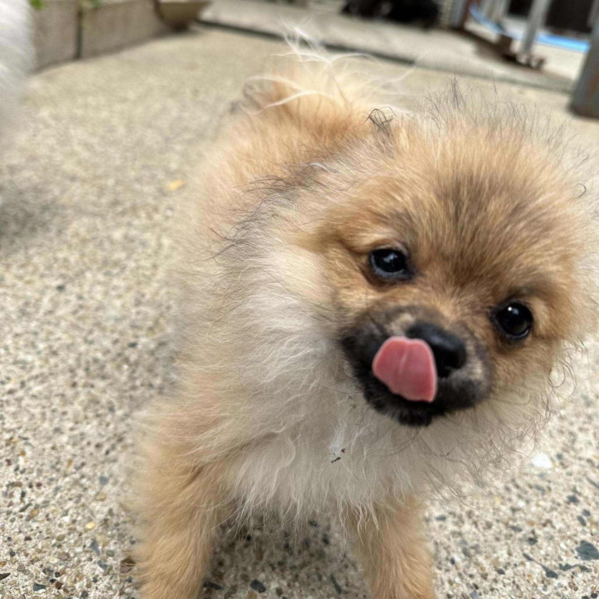 pet-image-2