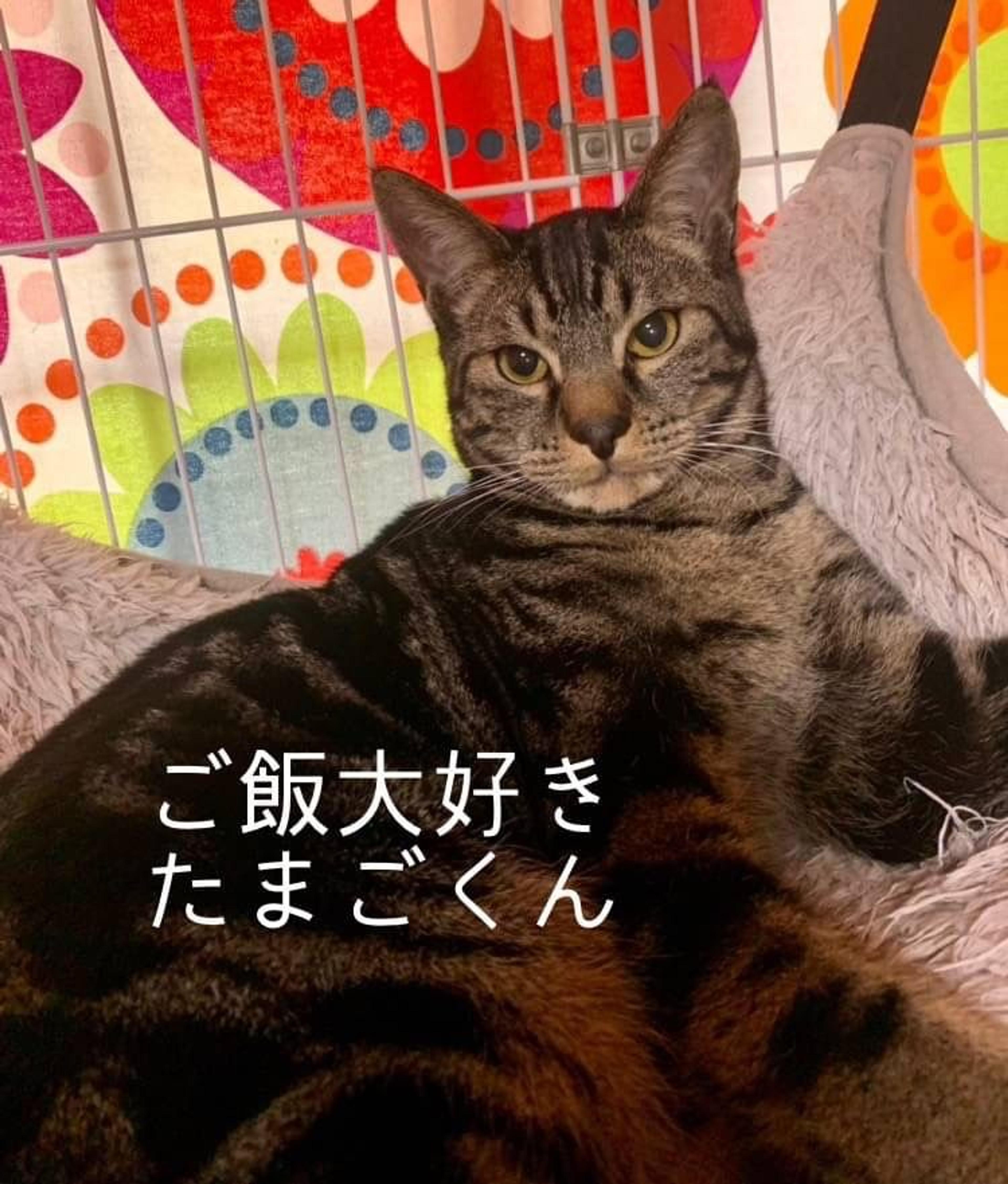 pet-image-4