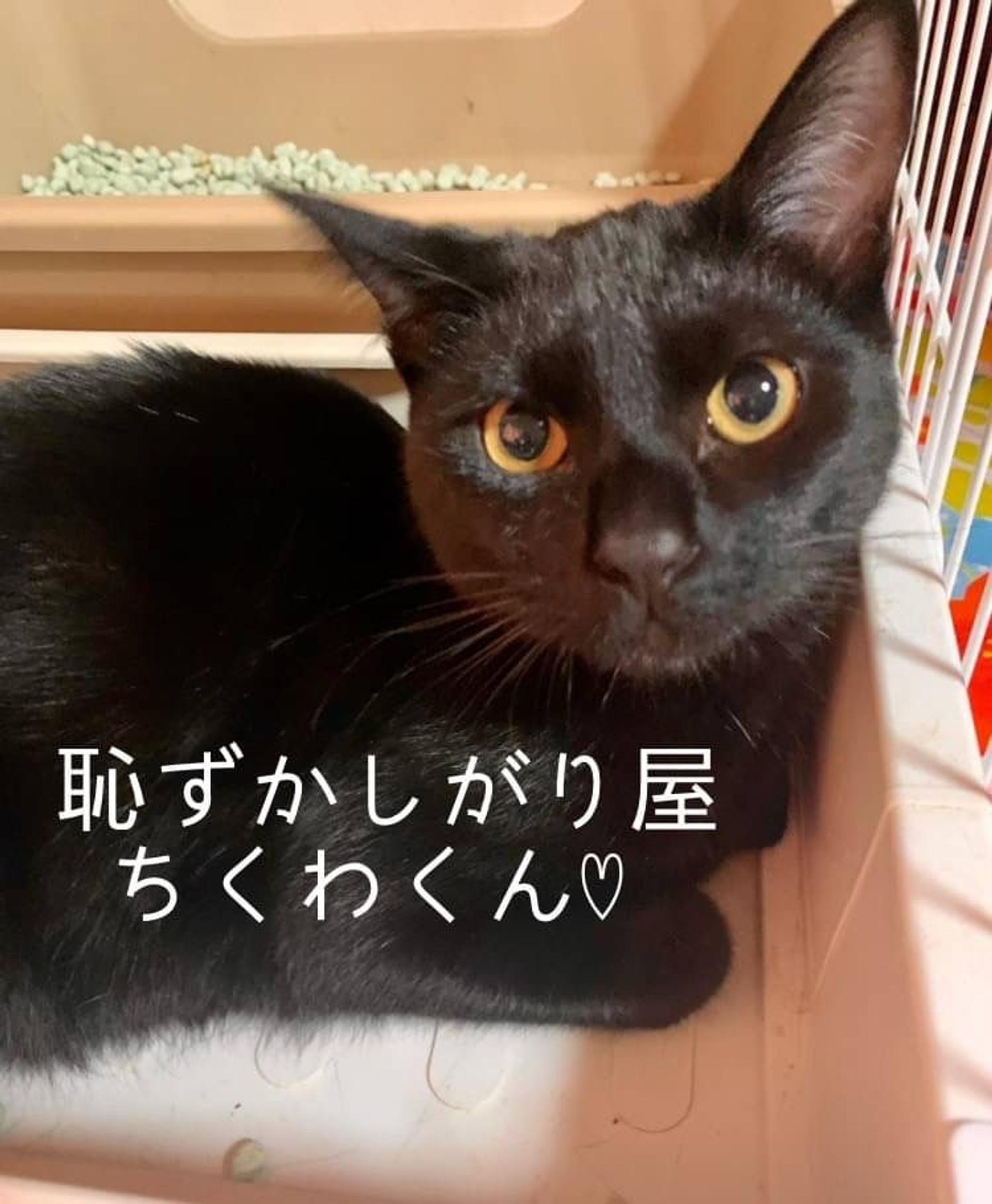 pet-image-6