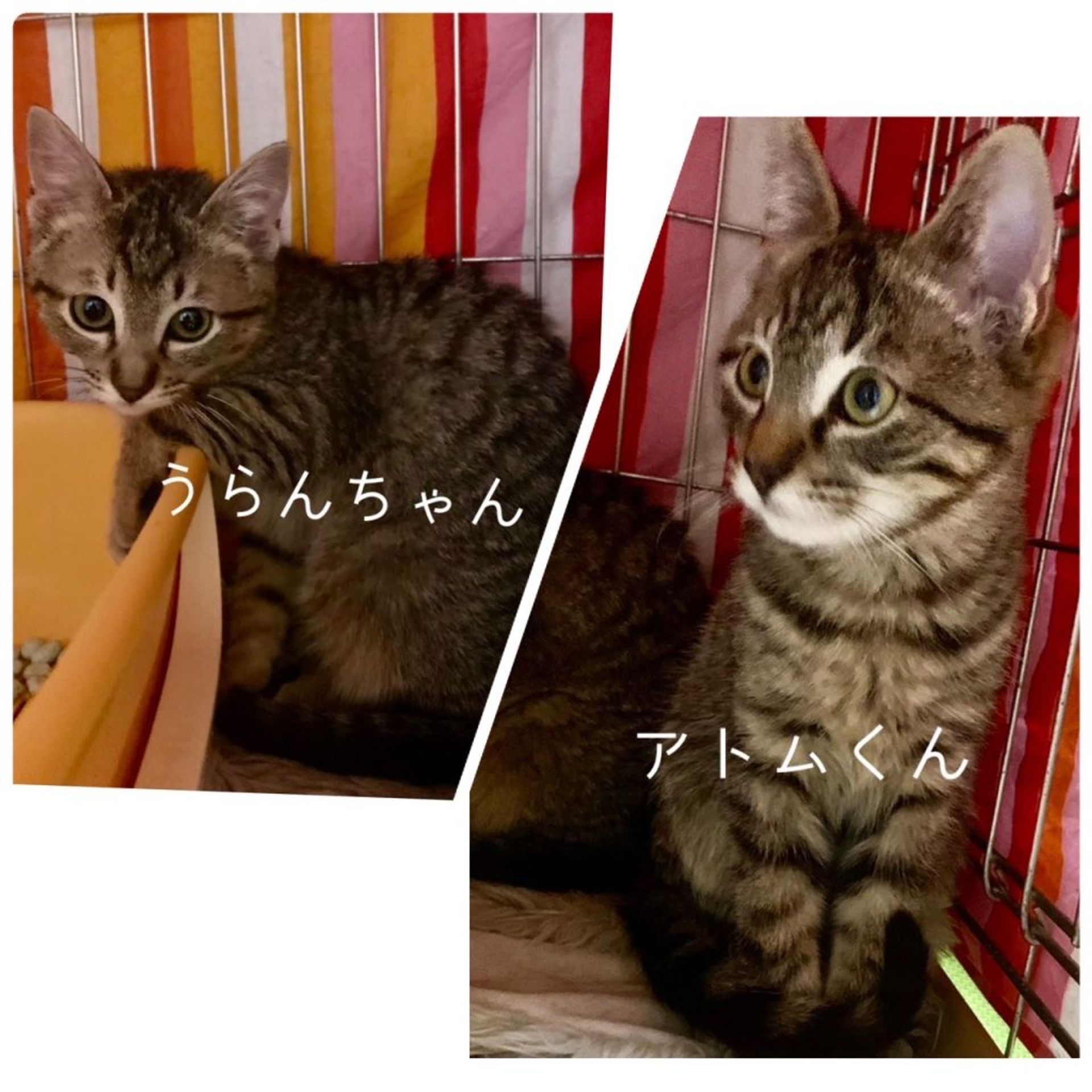 雑種（ミックス猫）・メスの里親募集の写真