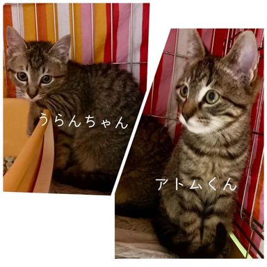 アトム、うらんの写真