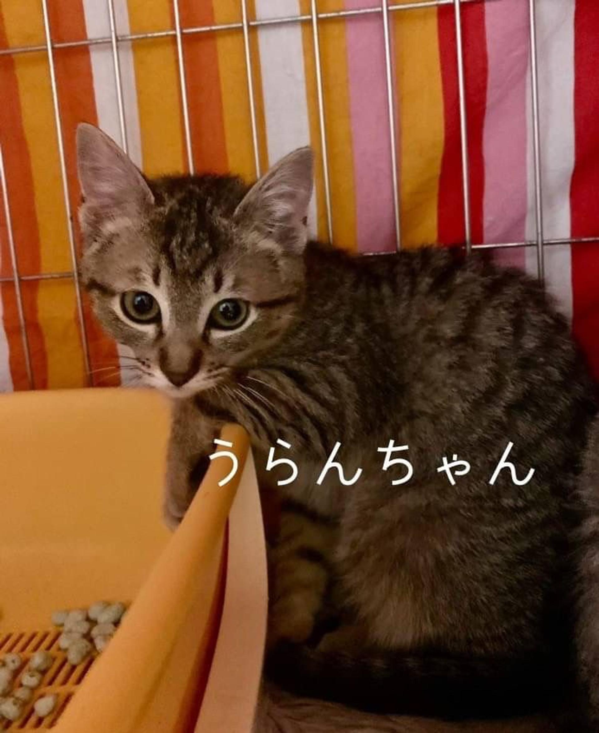 pet-image-2