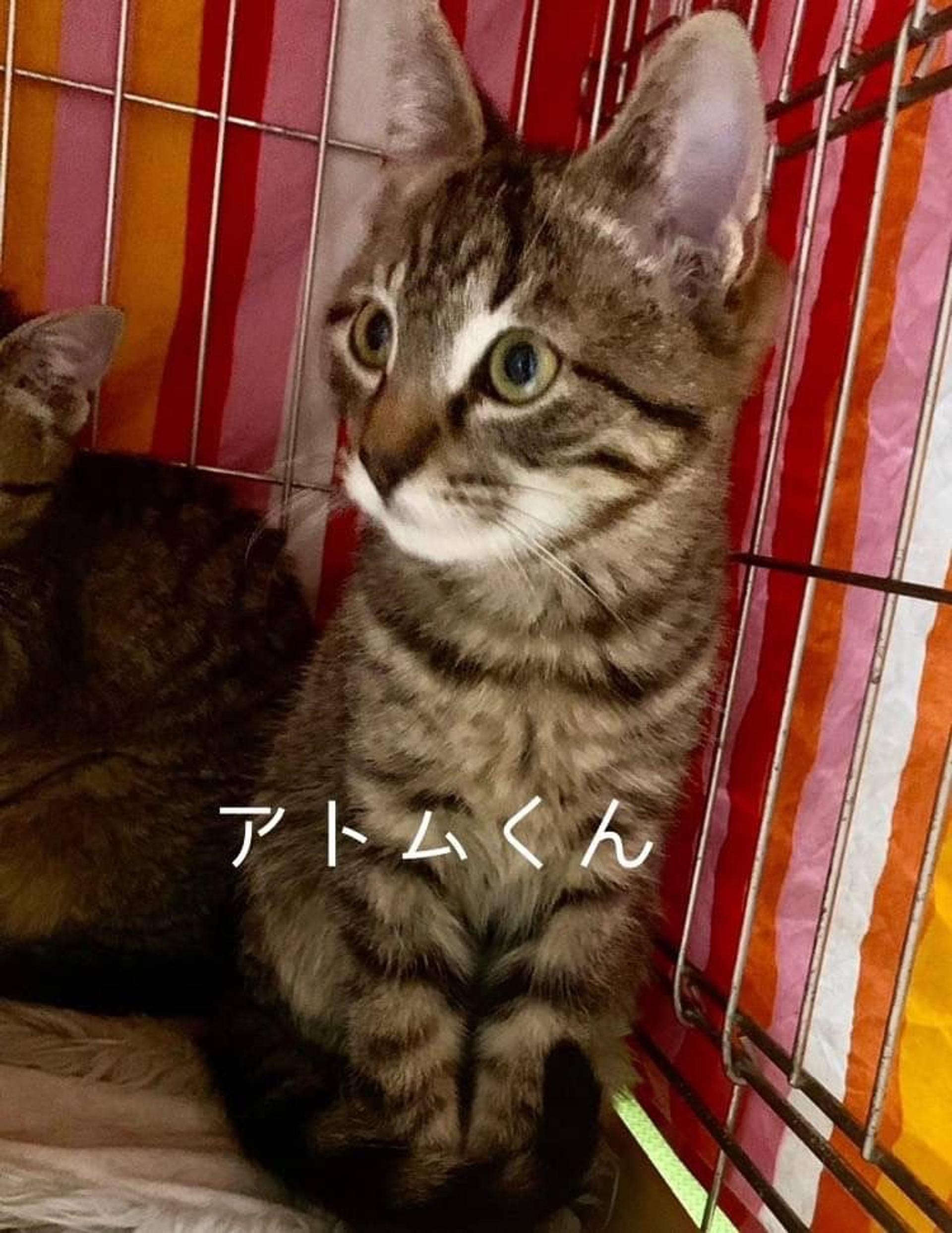 pet-image-3