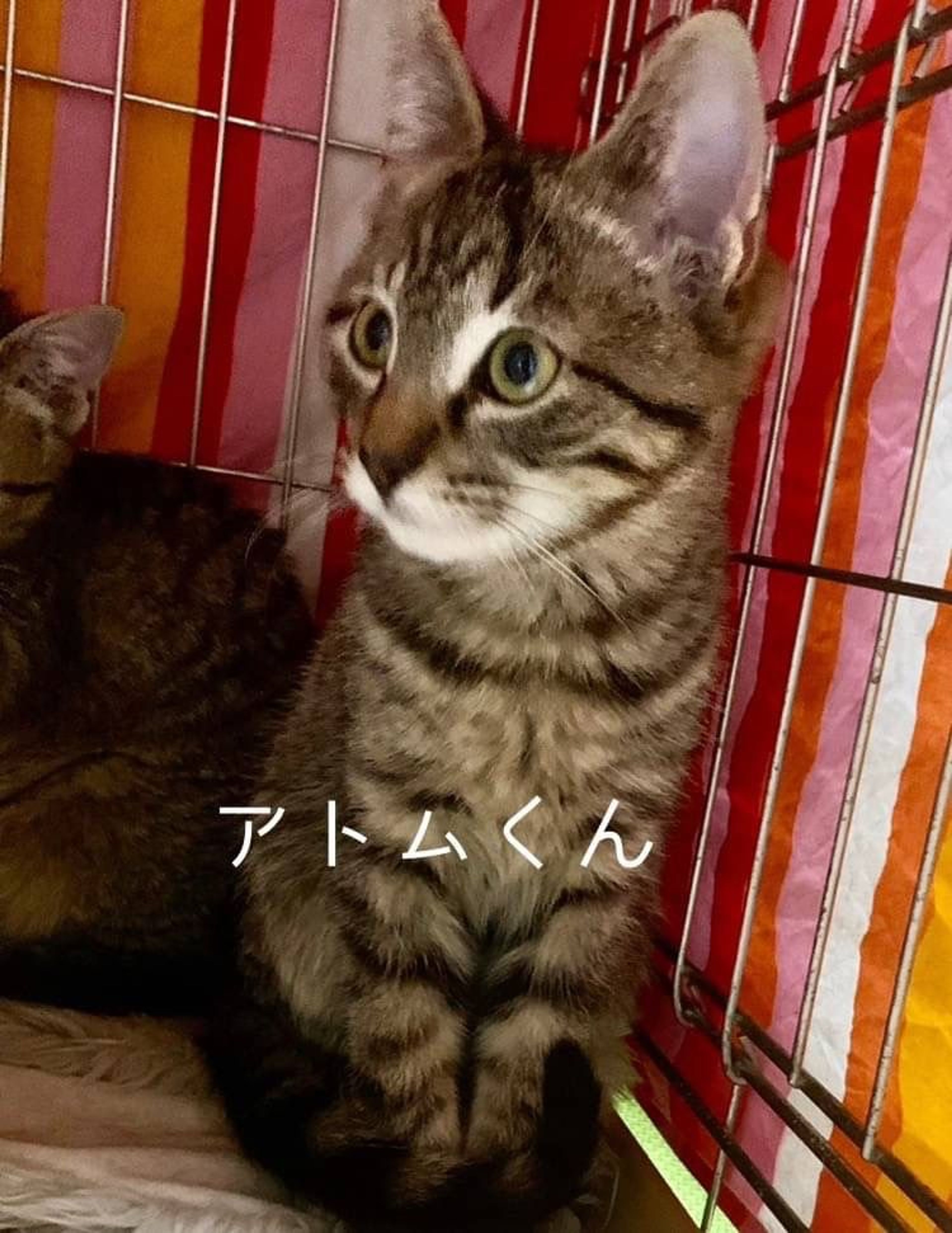 pet-image-3