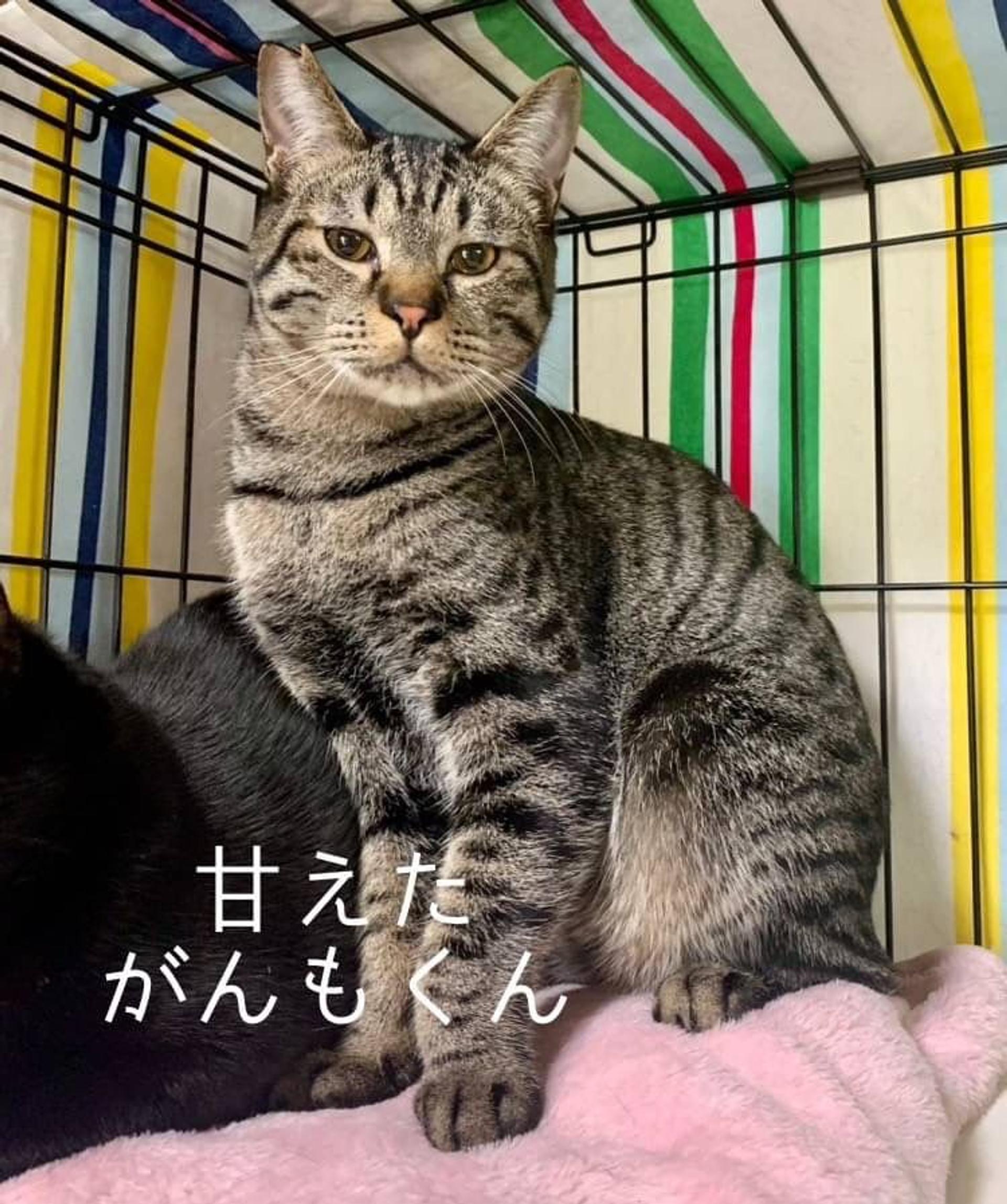 pet-image-3