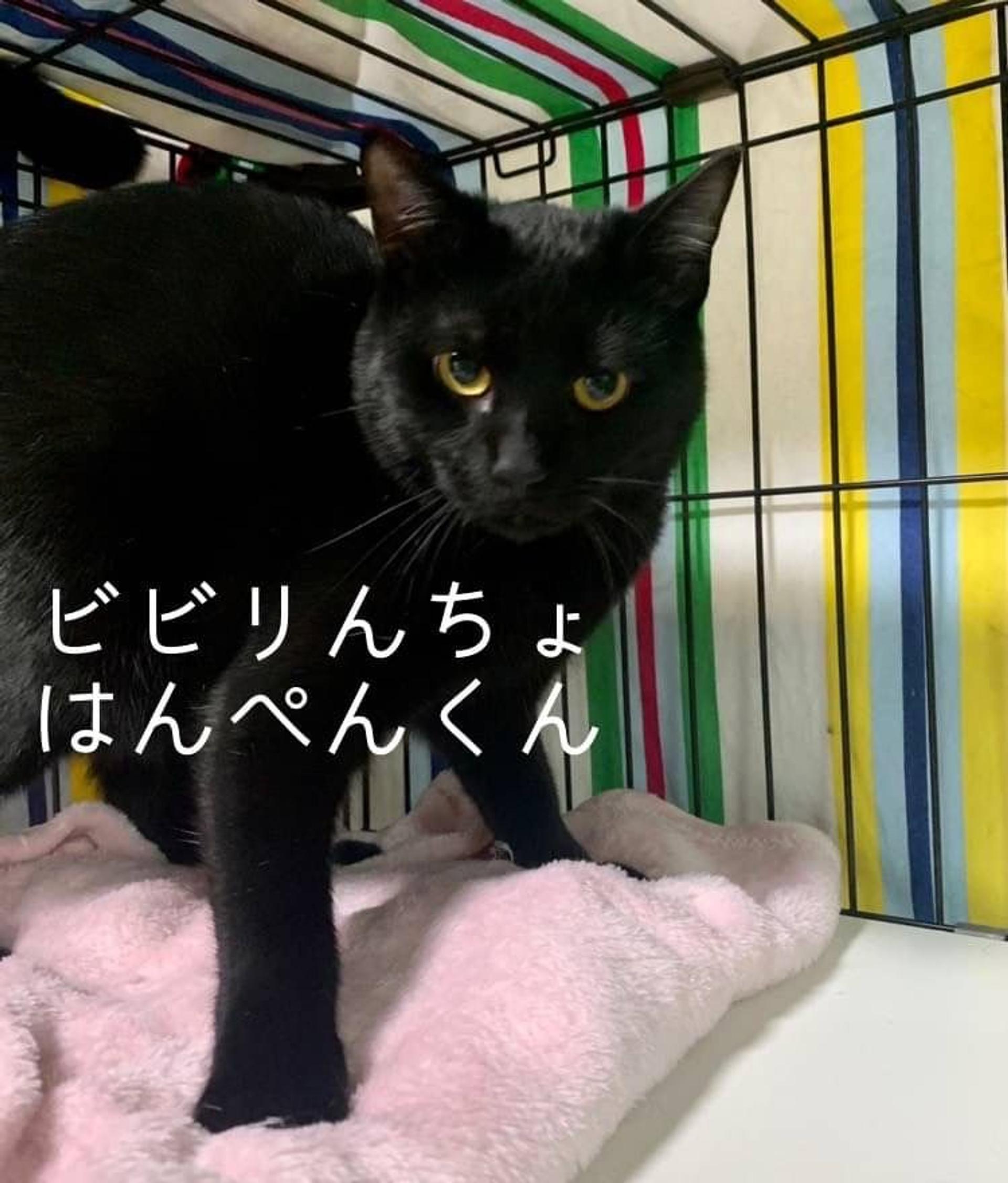 pet-image-4