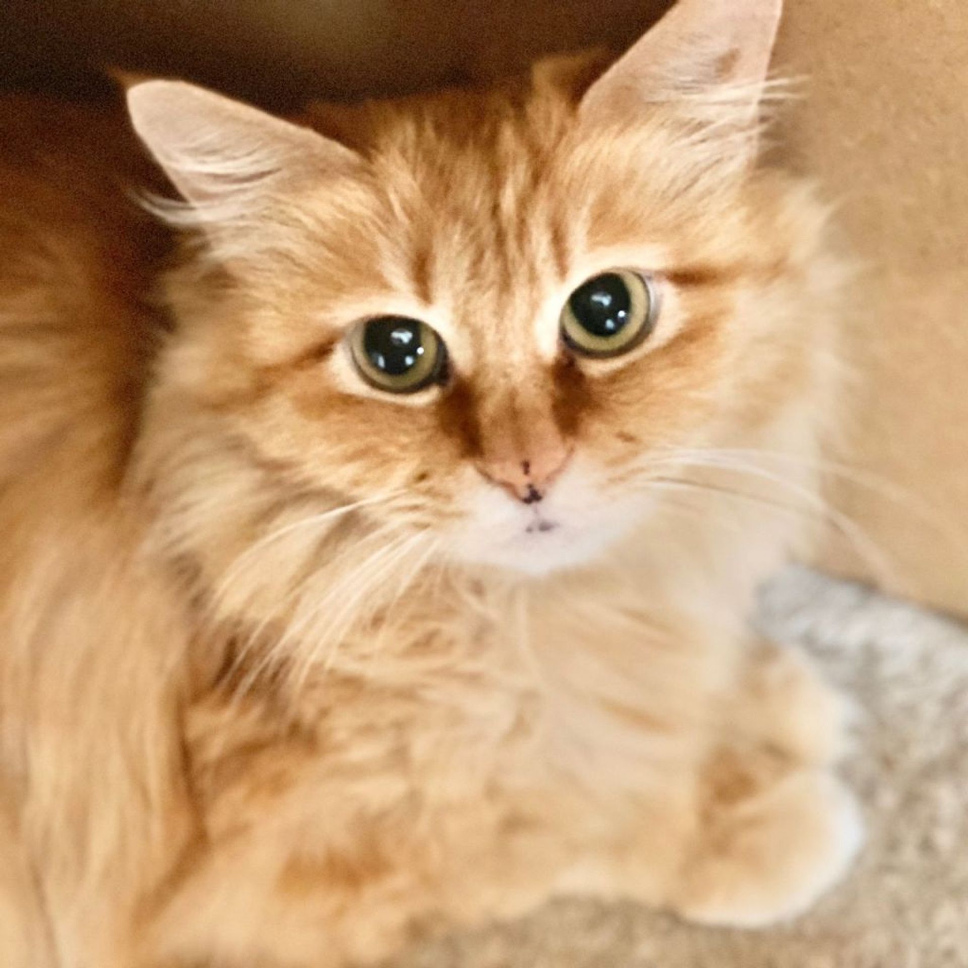雑種（ミックス猫）・メスの里親募集の写真