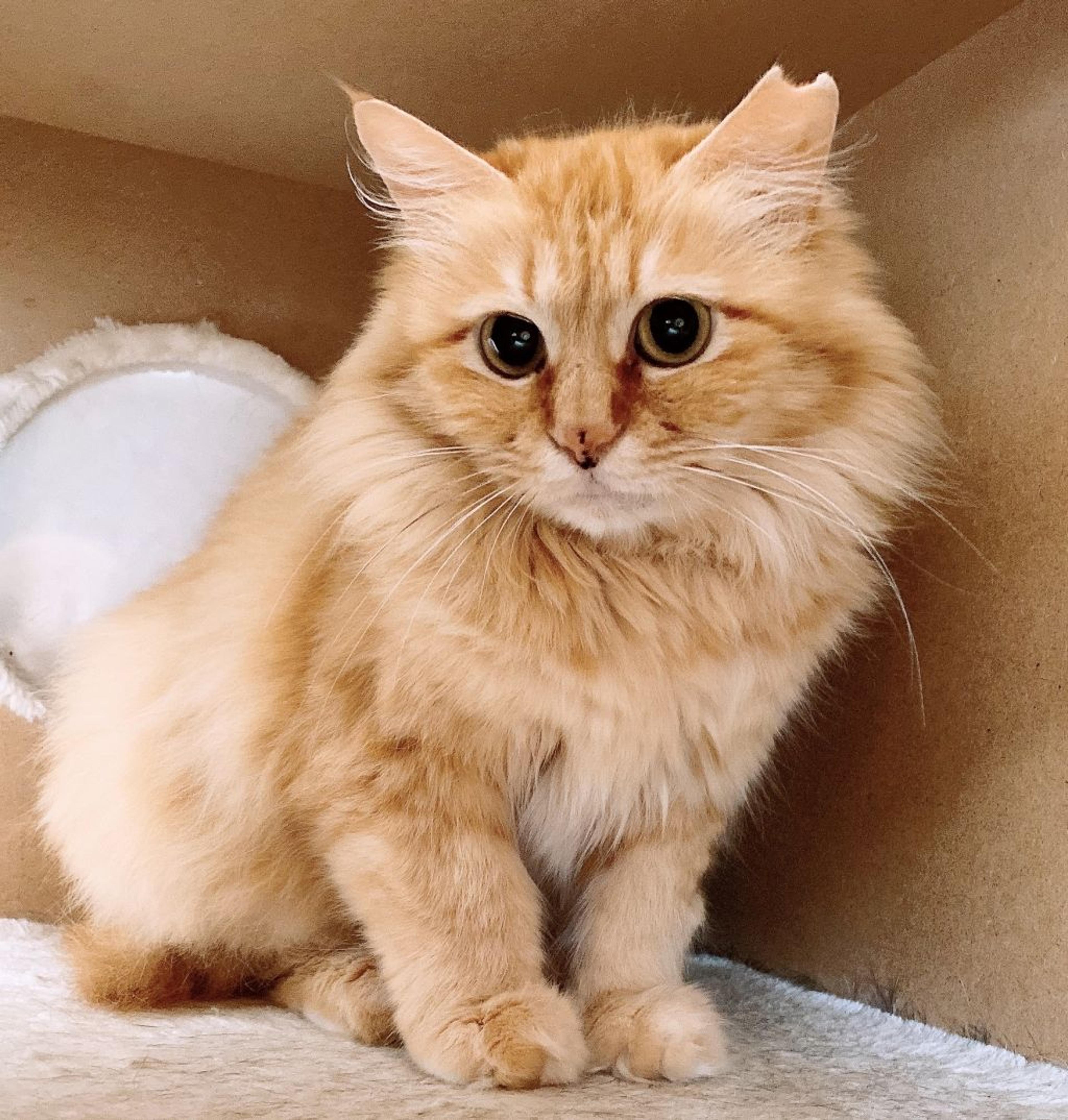 pet-image-2