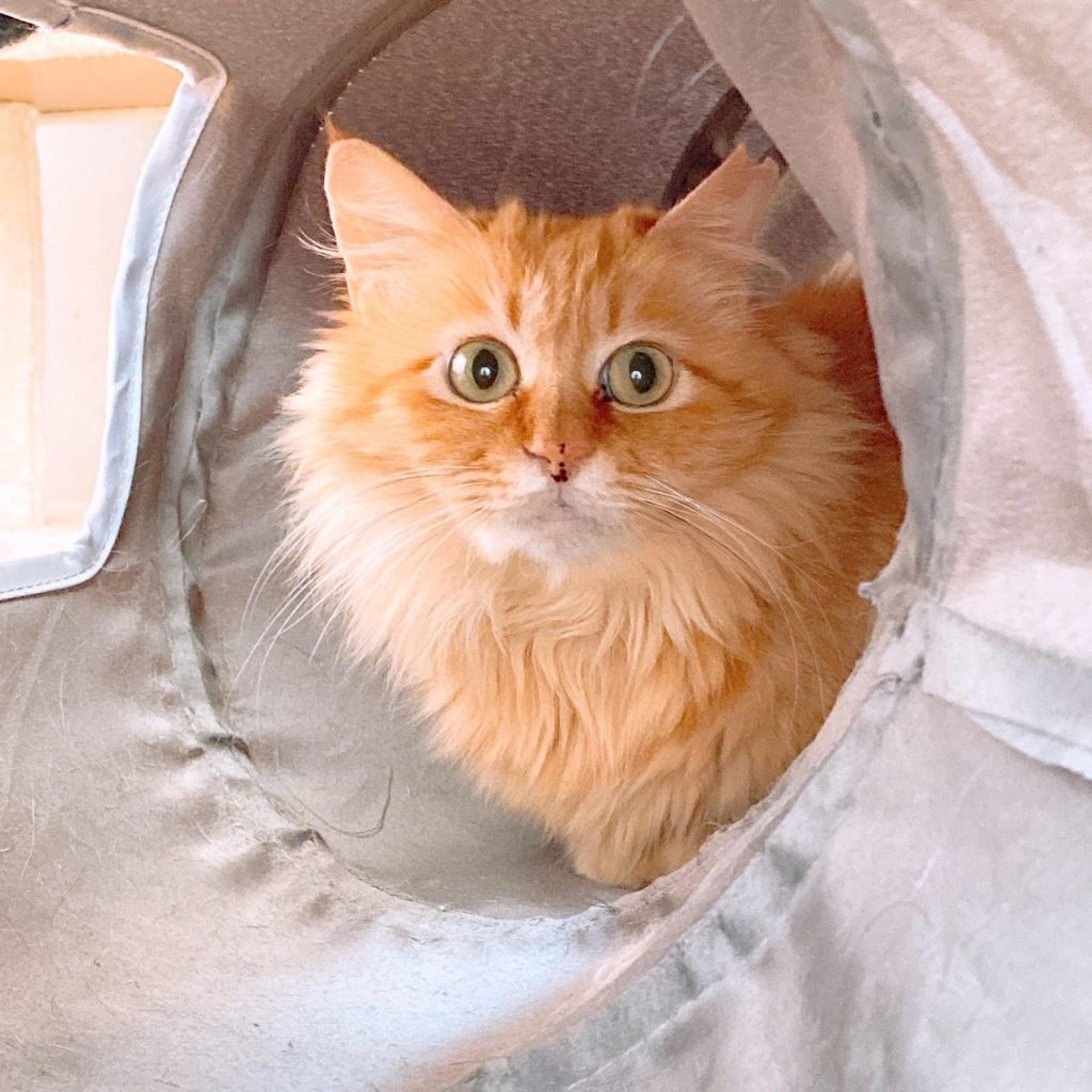 pet-image-3