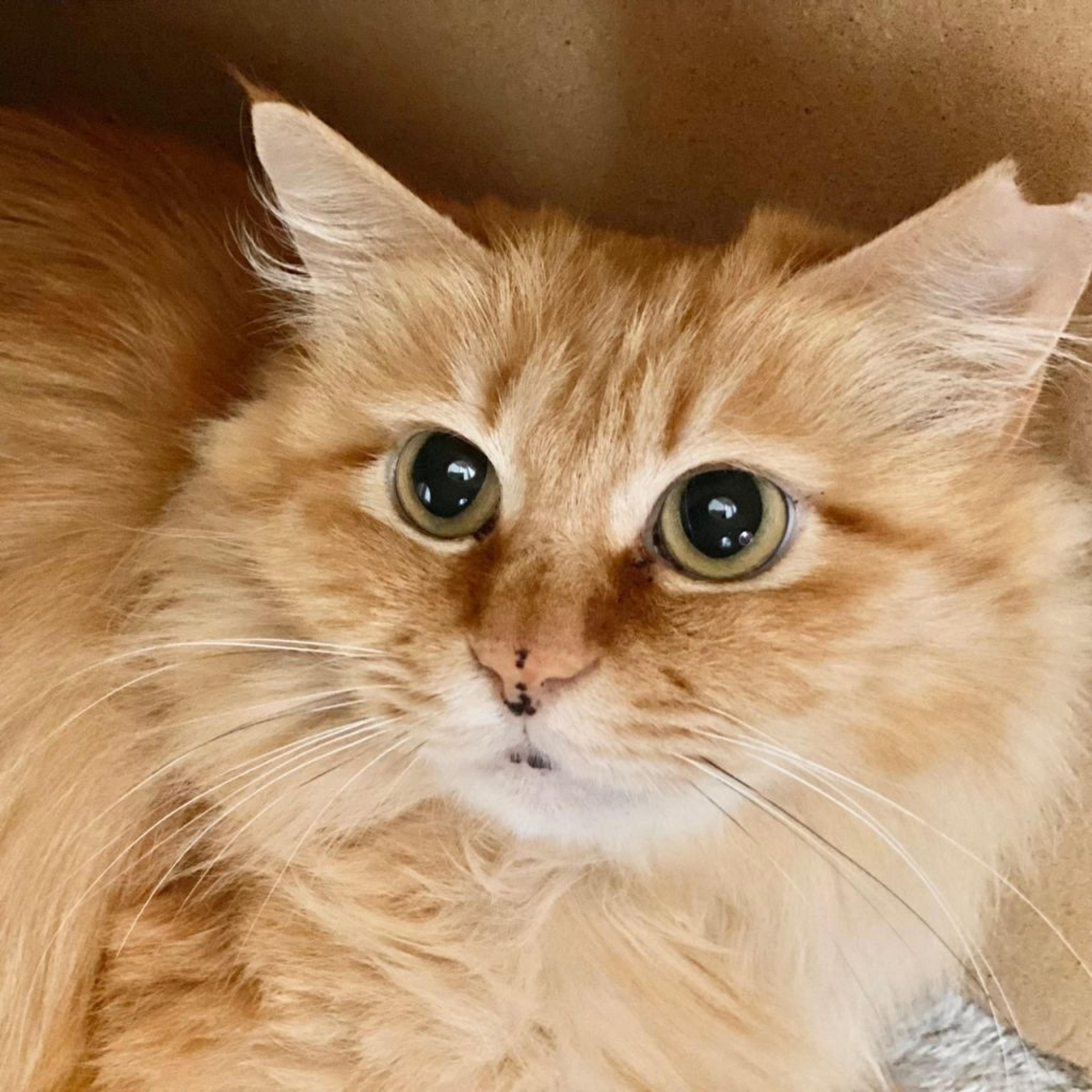 pet-image-4