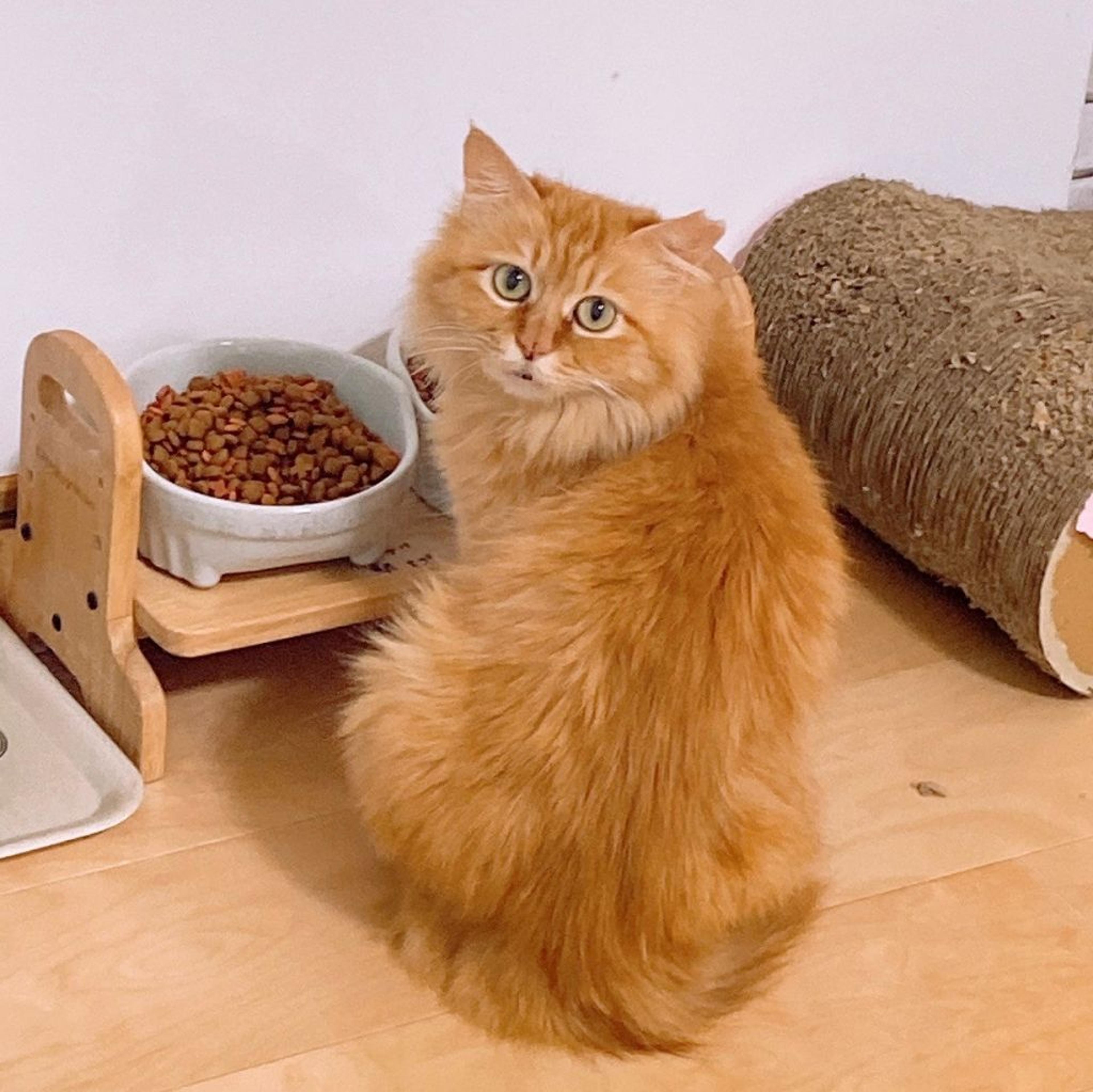 pet-image-5