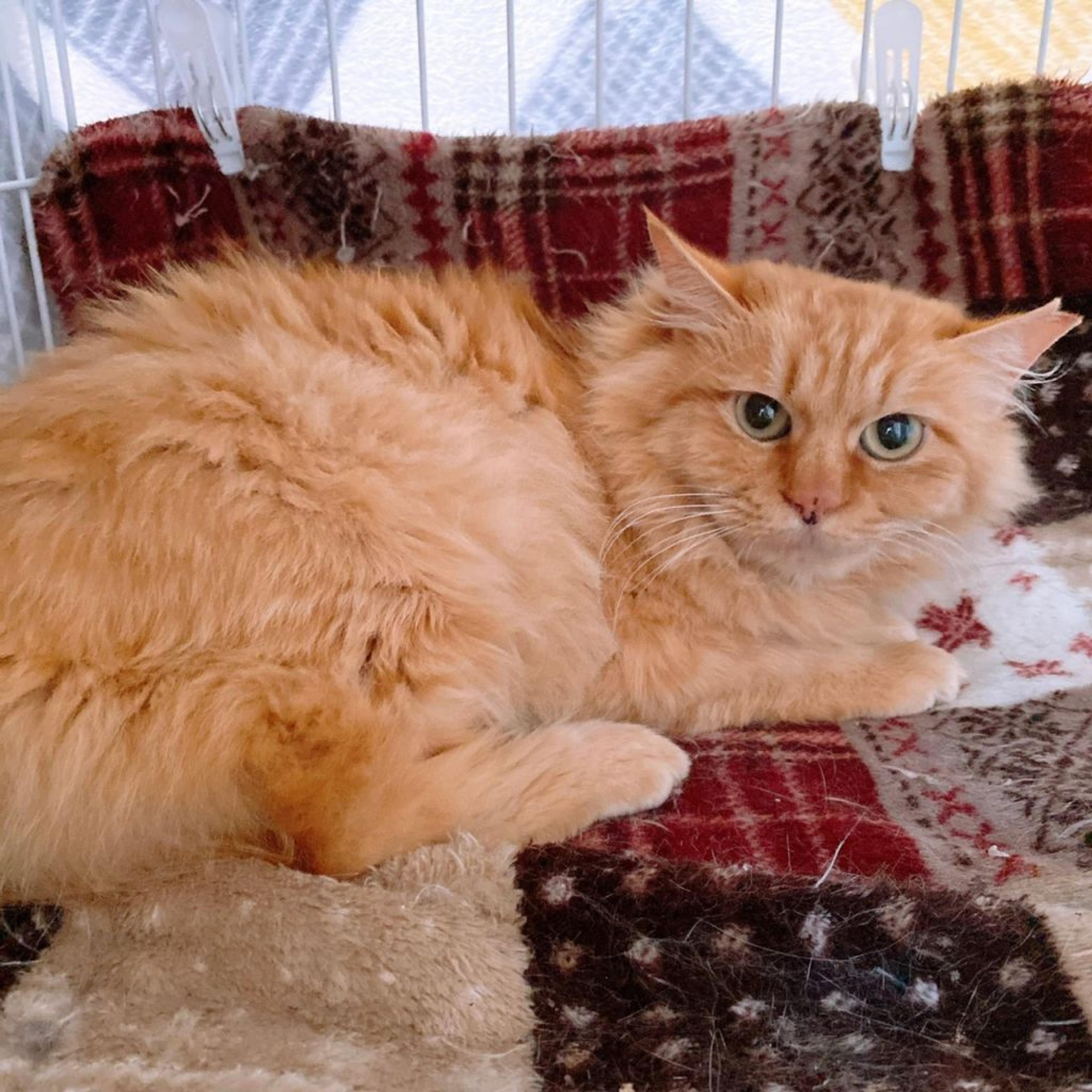 pet-image-7