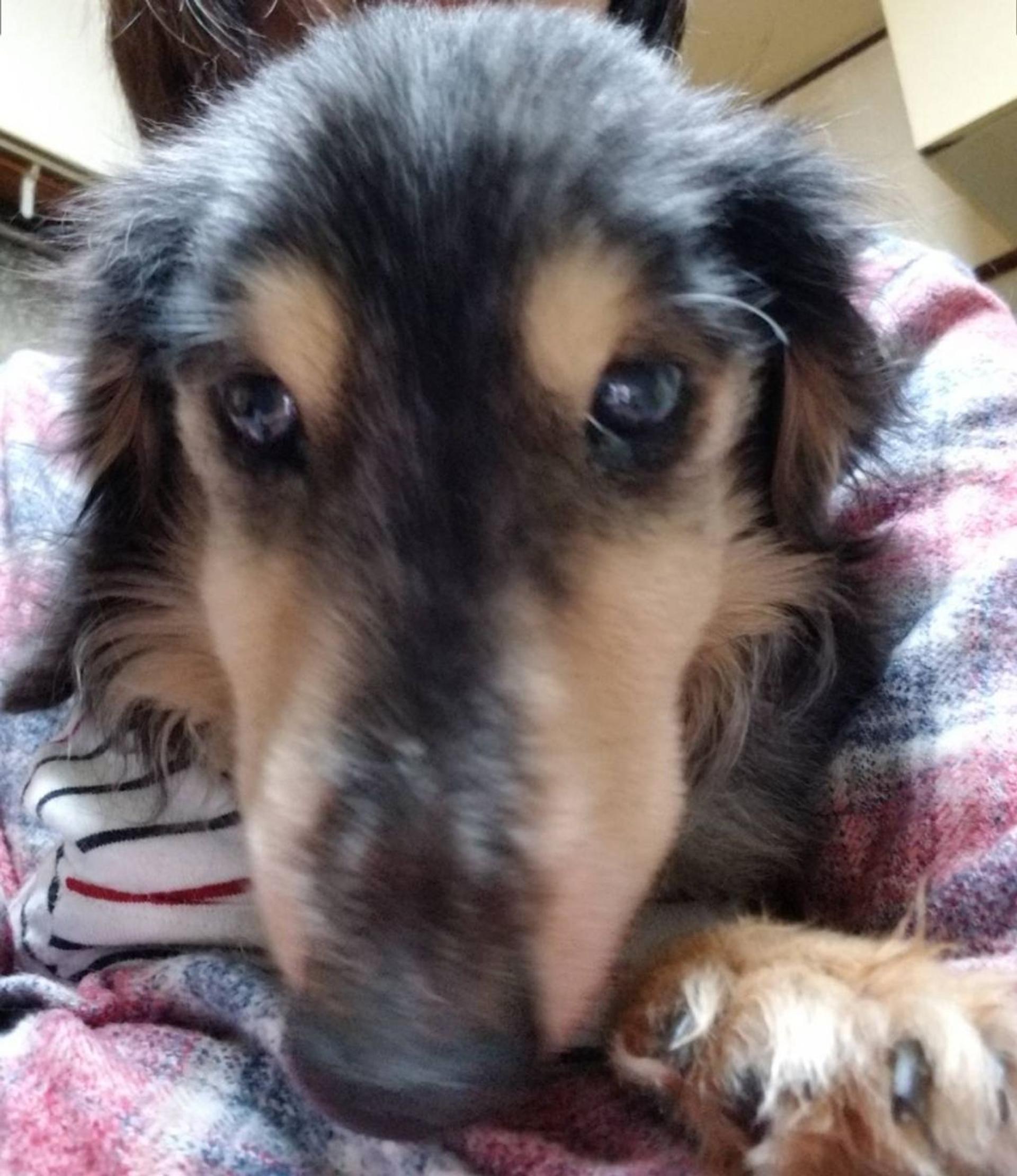 pet-image-2