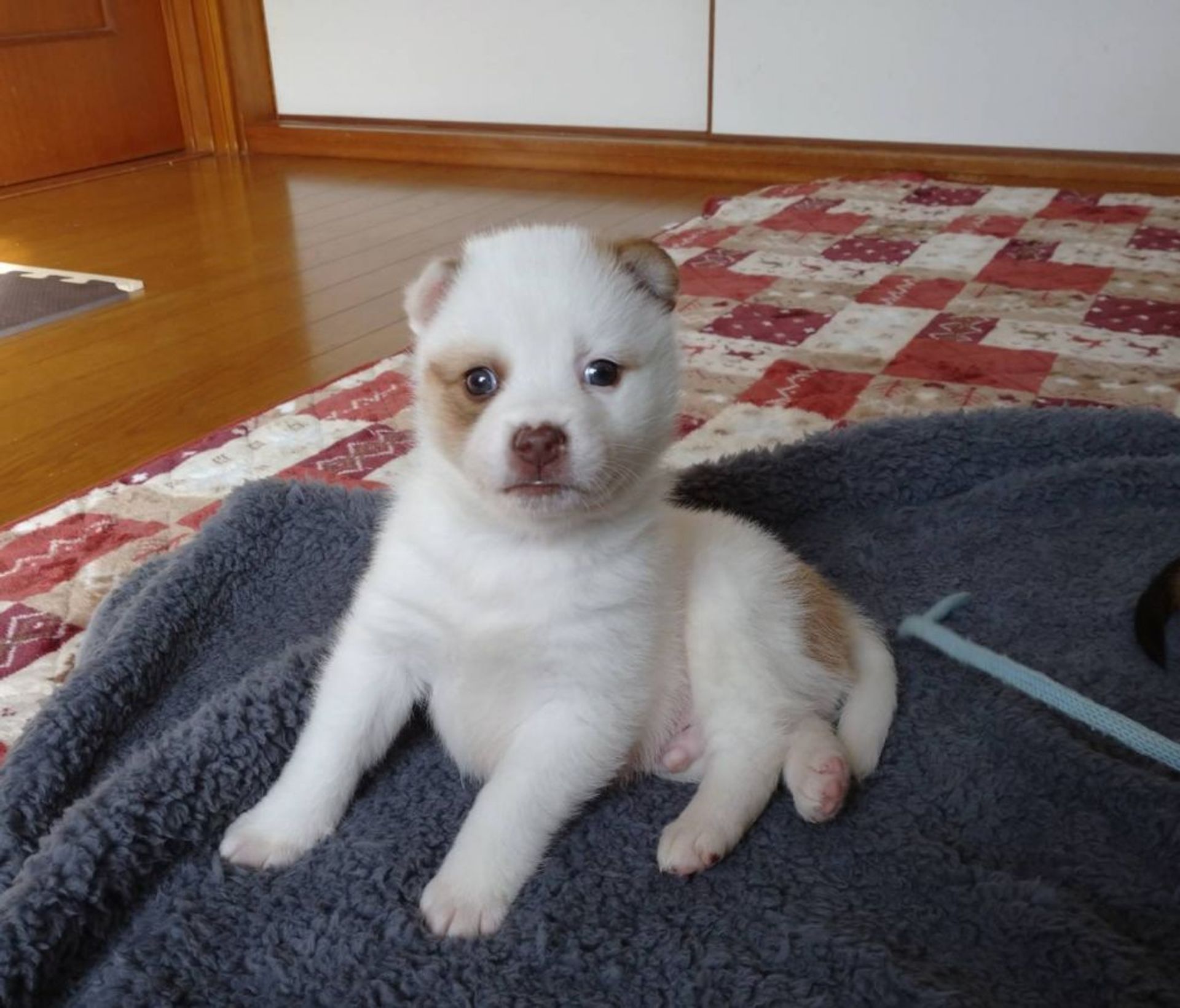 雑種（ミックス犬）・オスの里親募集の写真